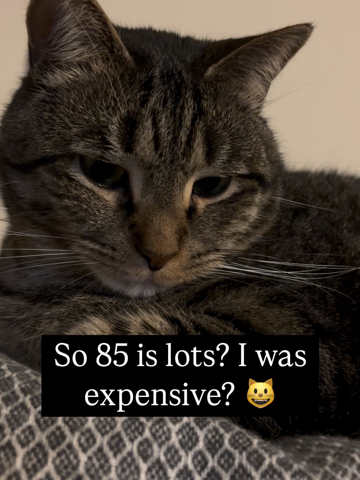 Confused Tabby Cat Meme