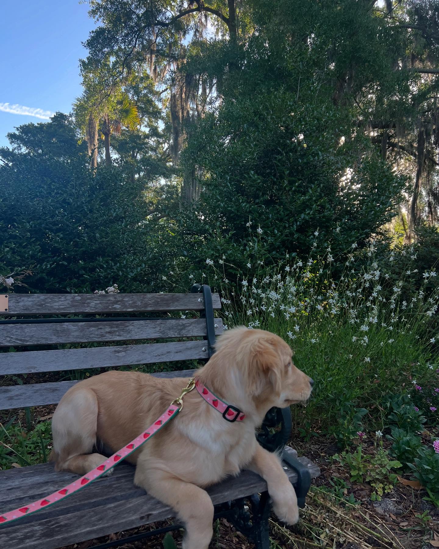 Golden Retriever Resting on Park Bench