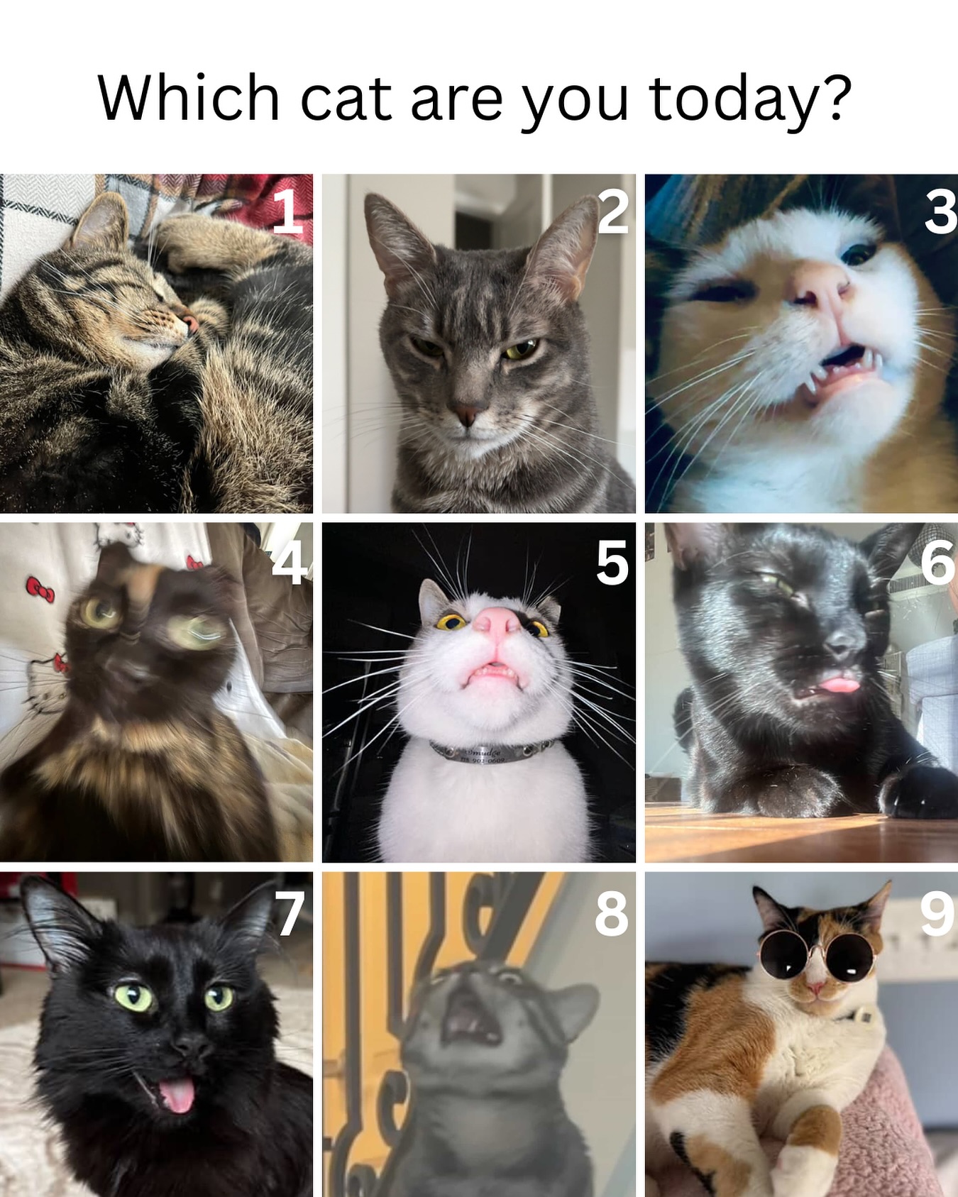 Which Cat Are You Today Meme