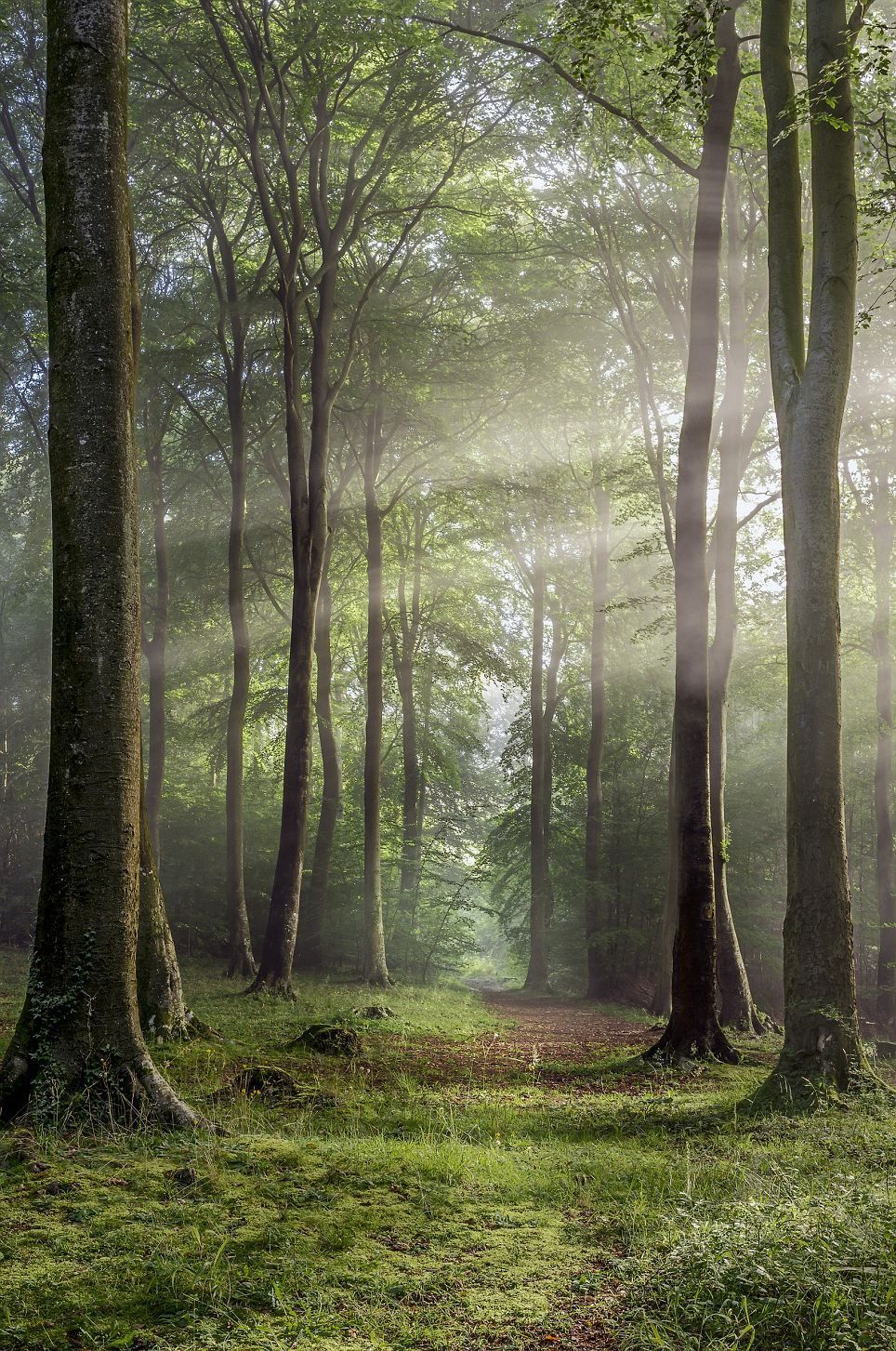 Sunbeams Through Misty Forest Path