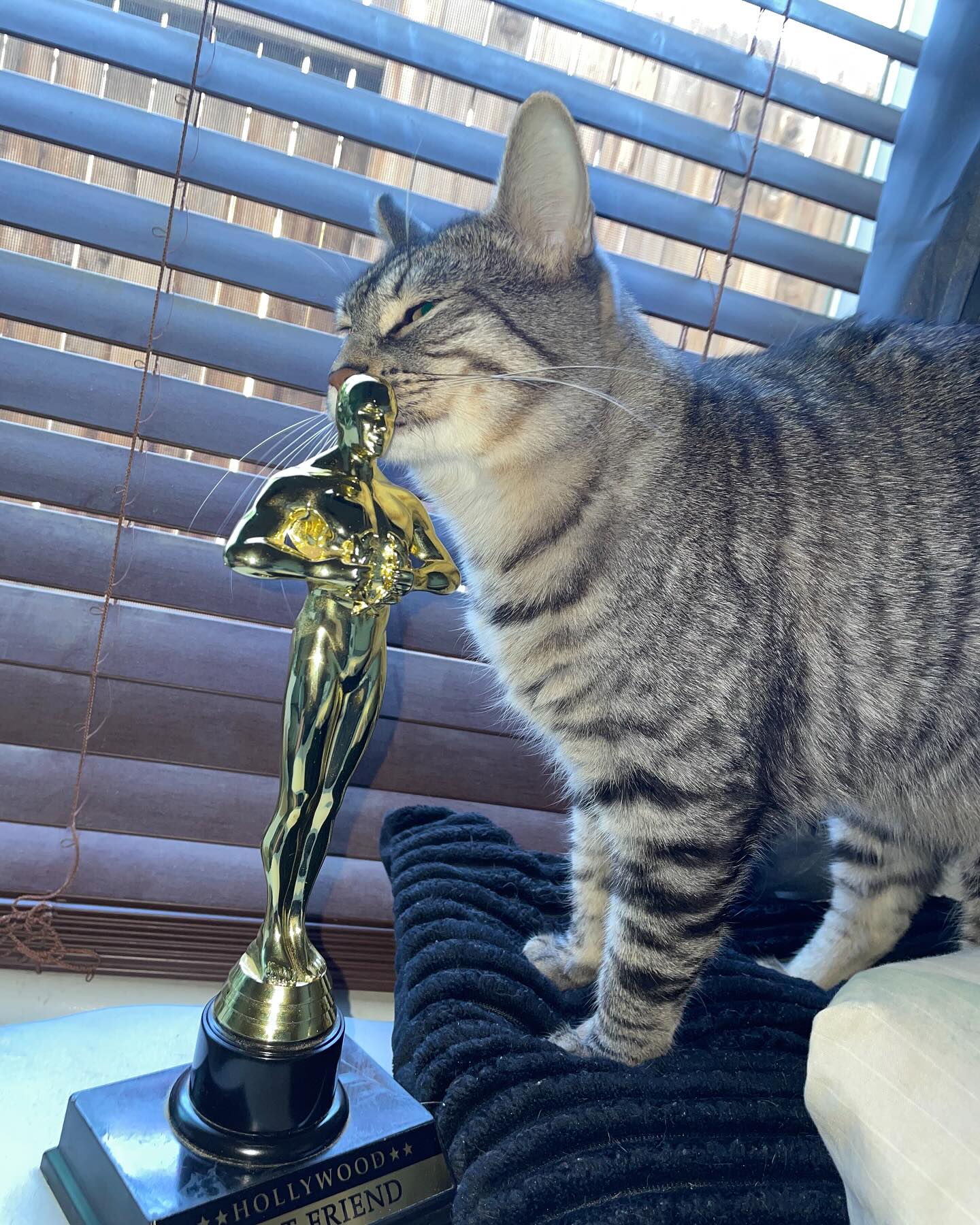 Tabby Cat Sniffing Best Friend Trophy