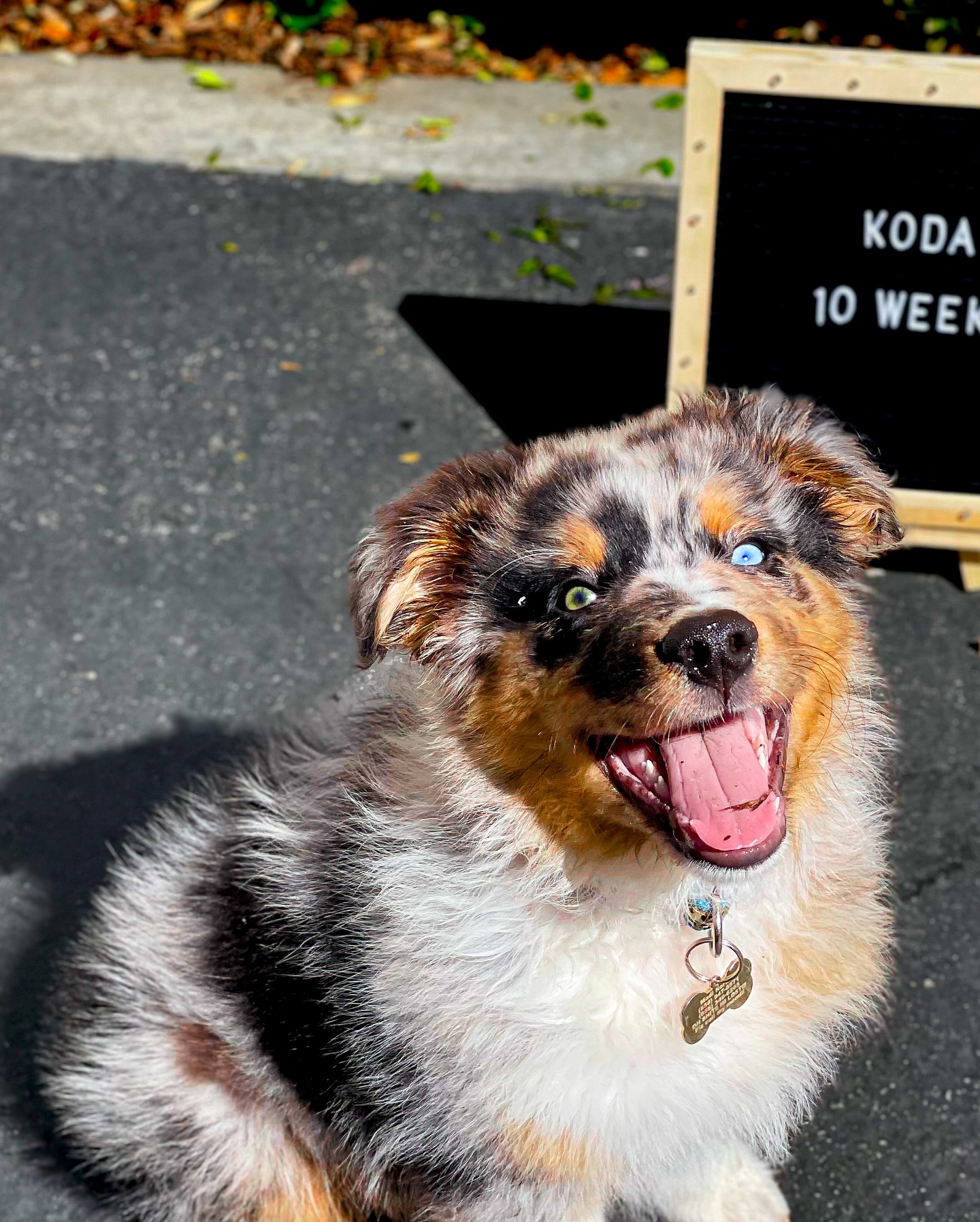 Smiling 10 Week Old Puppy Koda