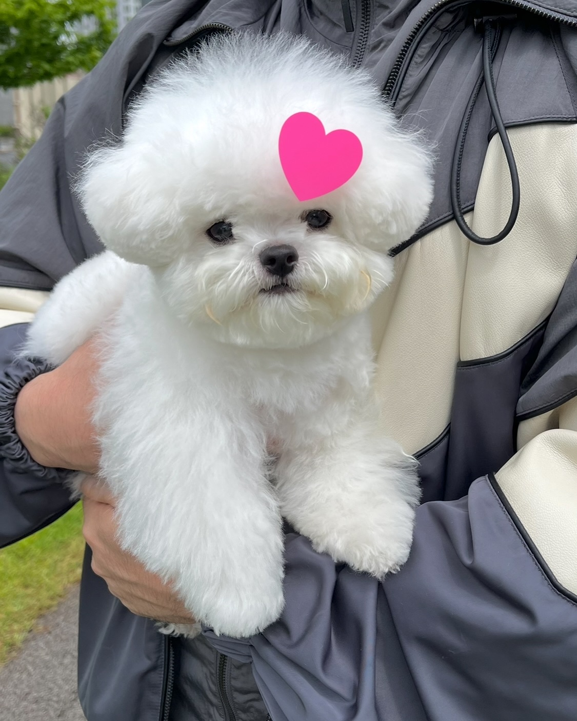 Fluffy White Bichon Puppy Held In Arms
