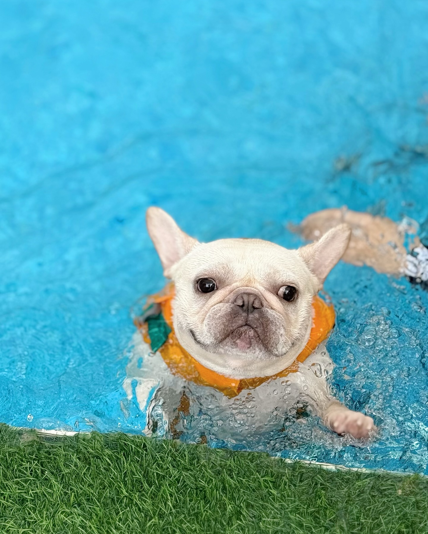 French Bulldog Swimming in Pool