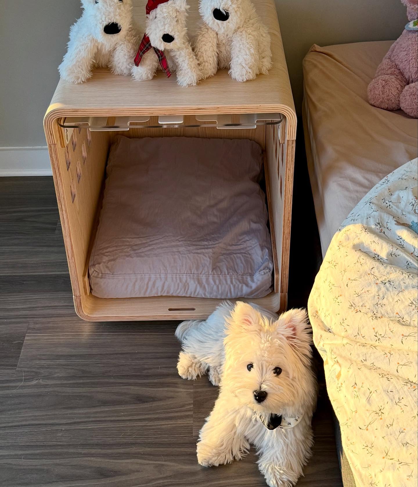 Image 7025 — Pets