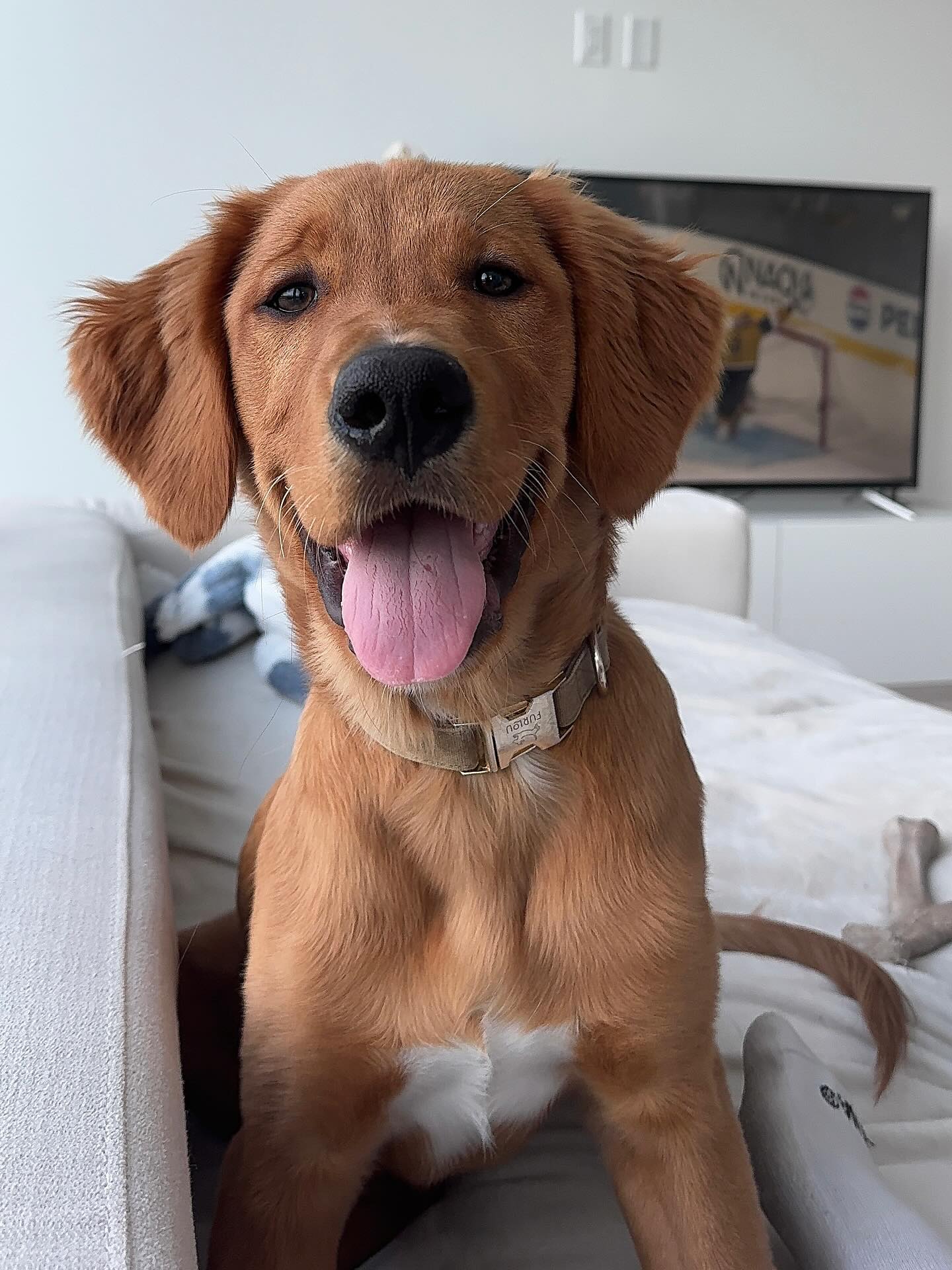 Happy Golden Retriever Puppy On Couch