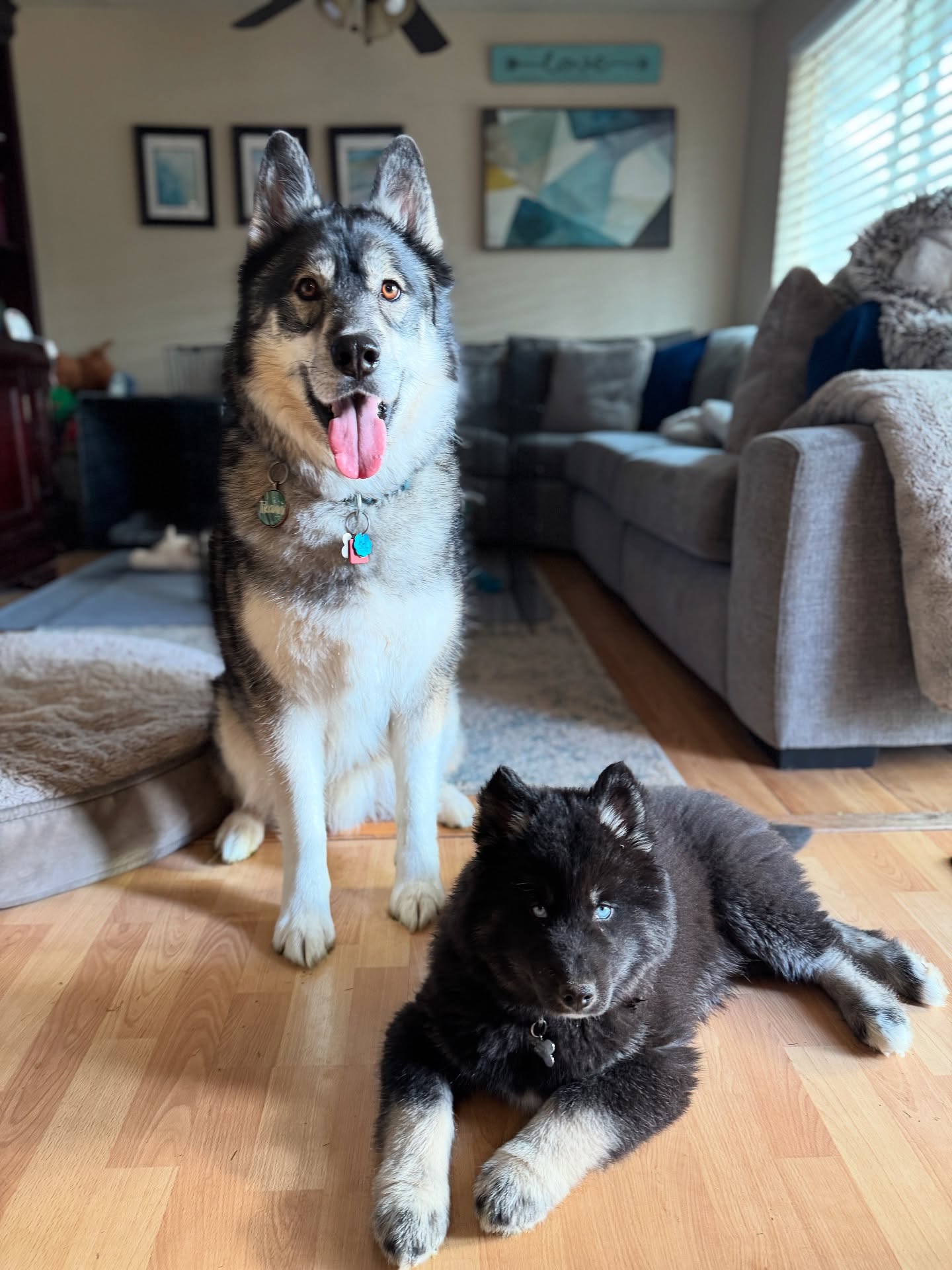 Two Husky Dogs In A Living Room