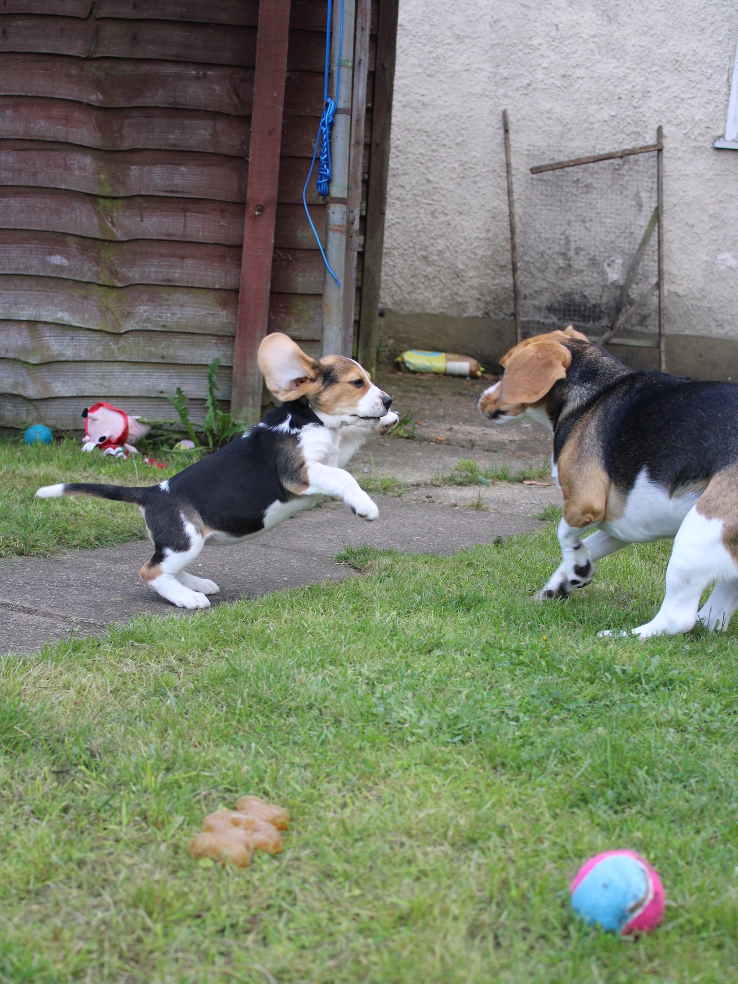 Two Beagle Puppies Playing In Backyard