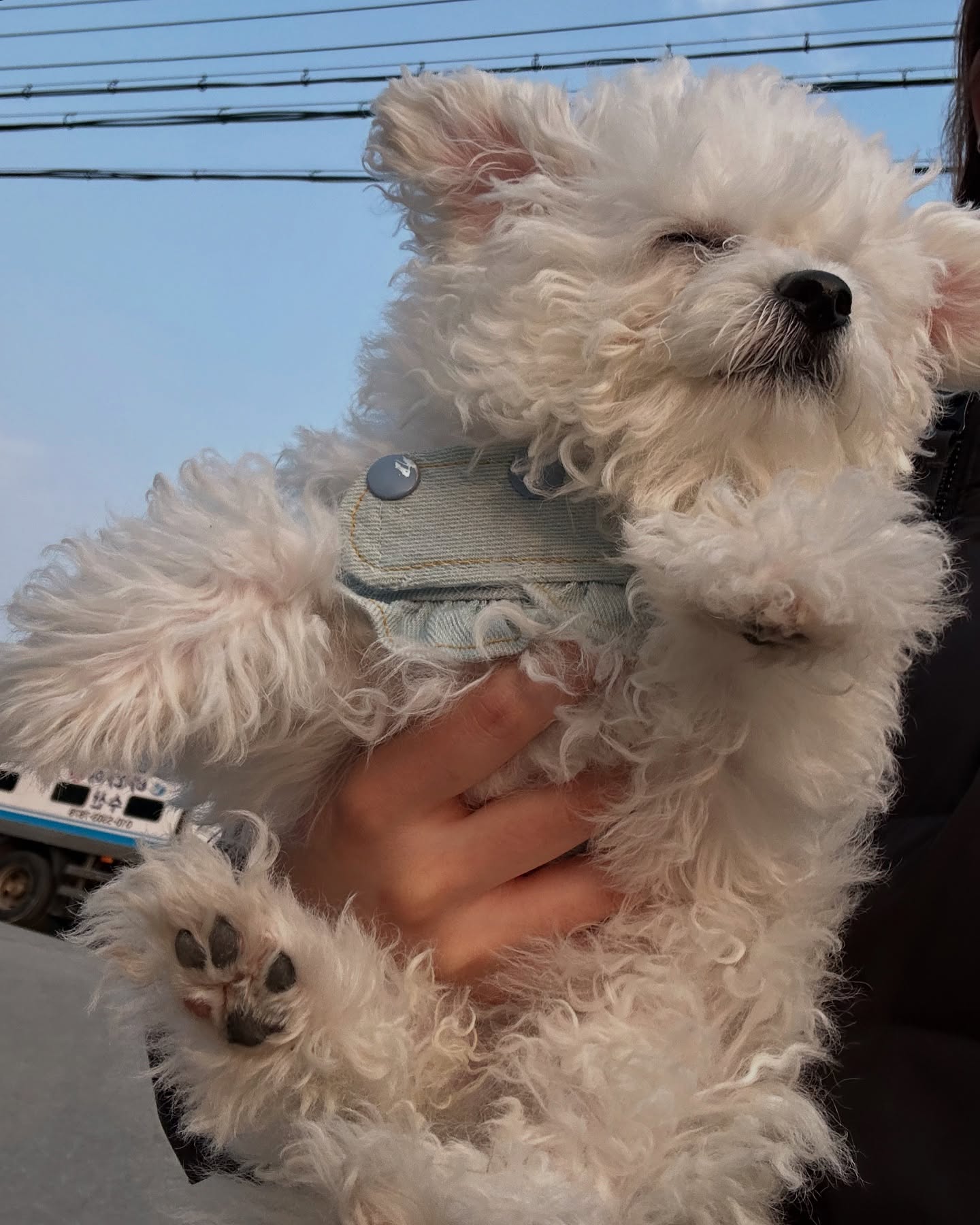 Happy Fluffy White Dog Held Outdoors