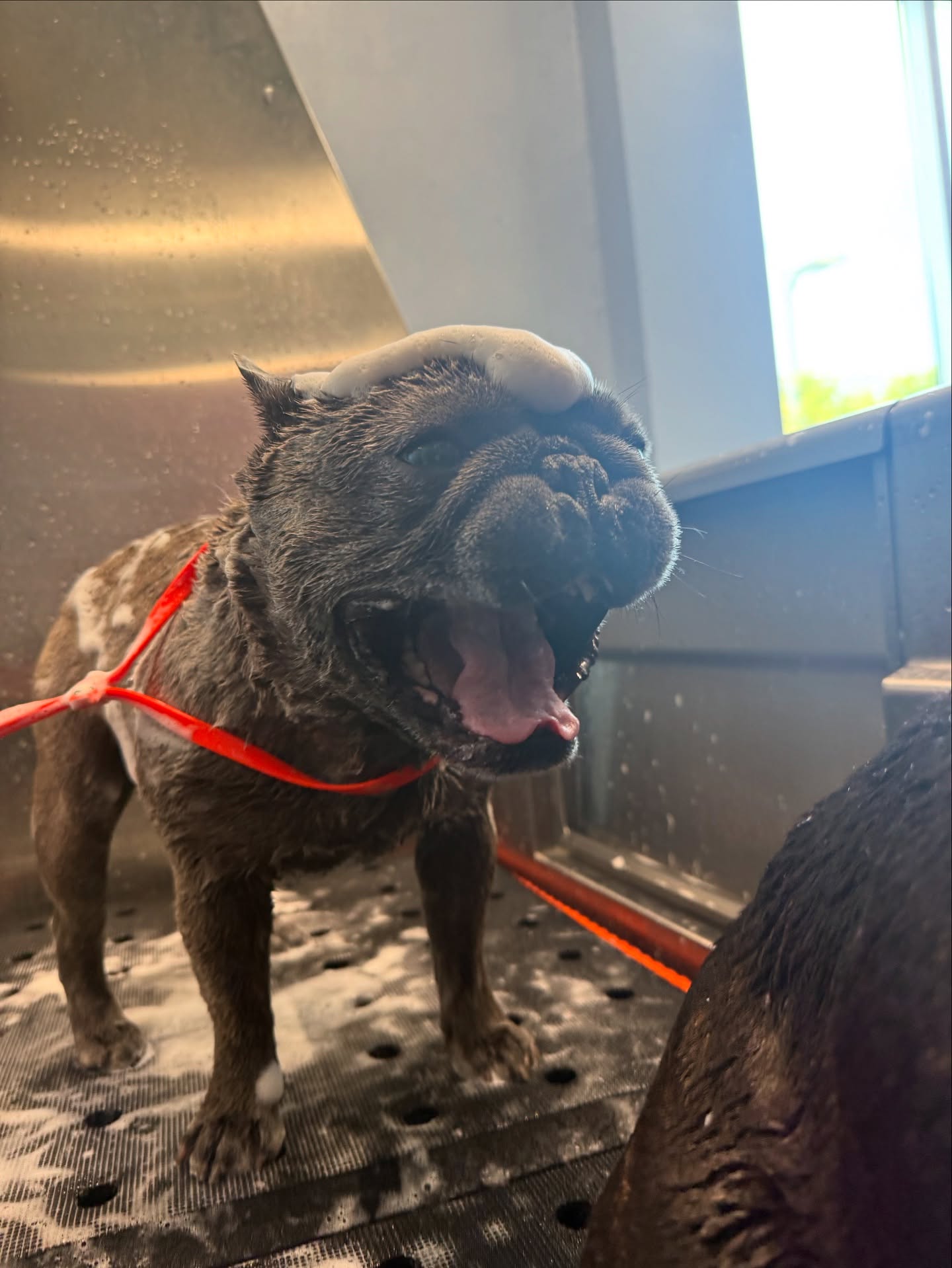 Bulldog Getting a Bath