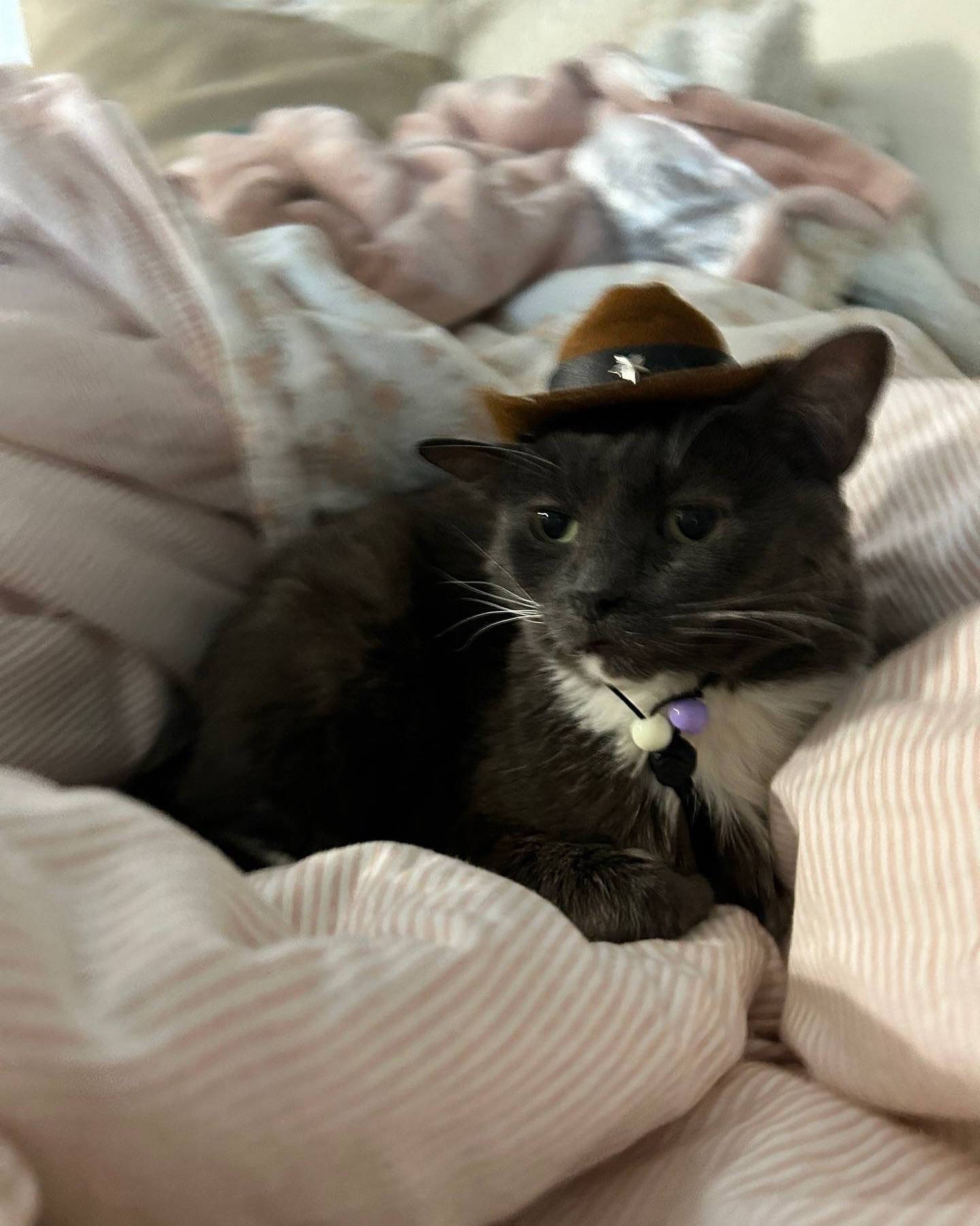 Gray Cat Wearing a Small Brown Hat