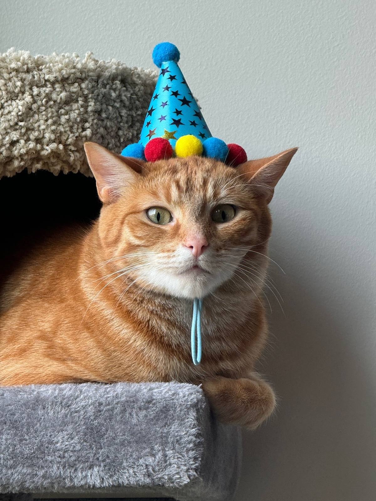 Orange Tabby Cat Wearing Party Hat