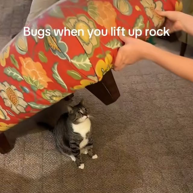 Bugs Under Rock Cat Meme