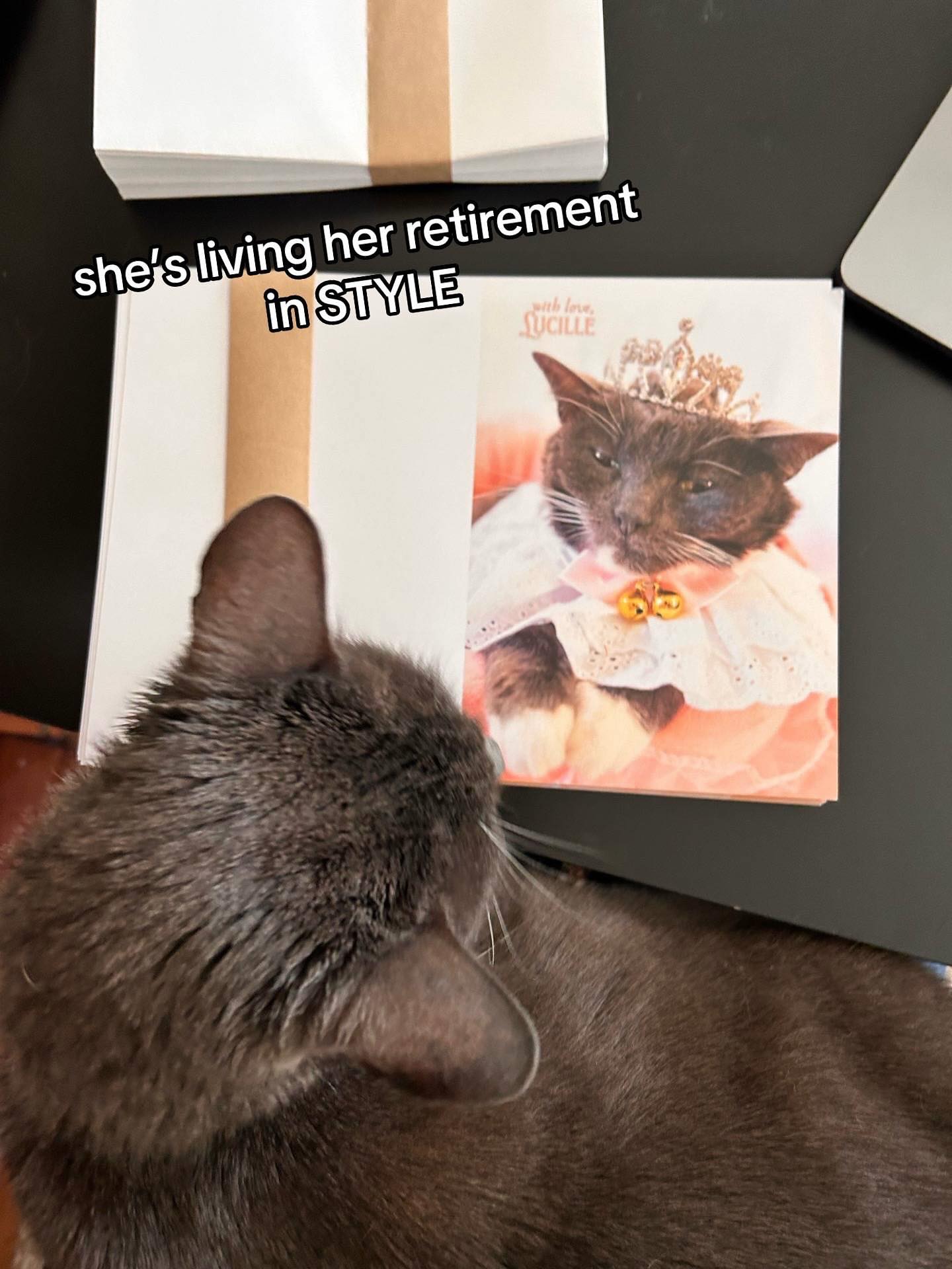 Black cat looks at its royal portrait