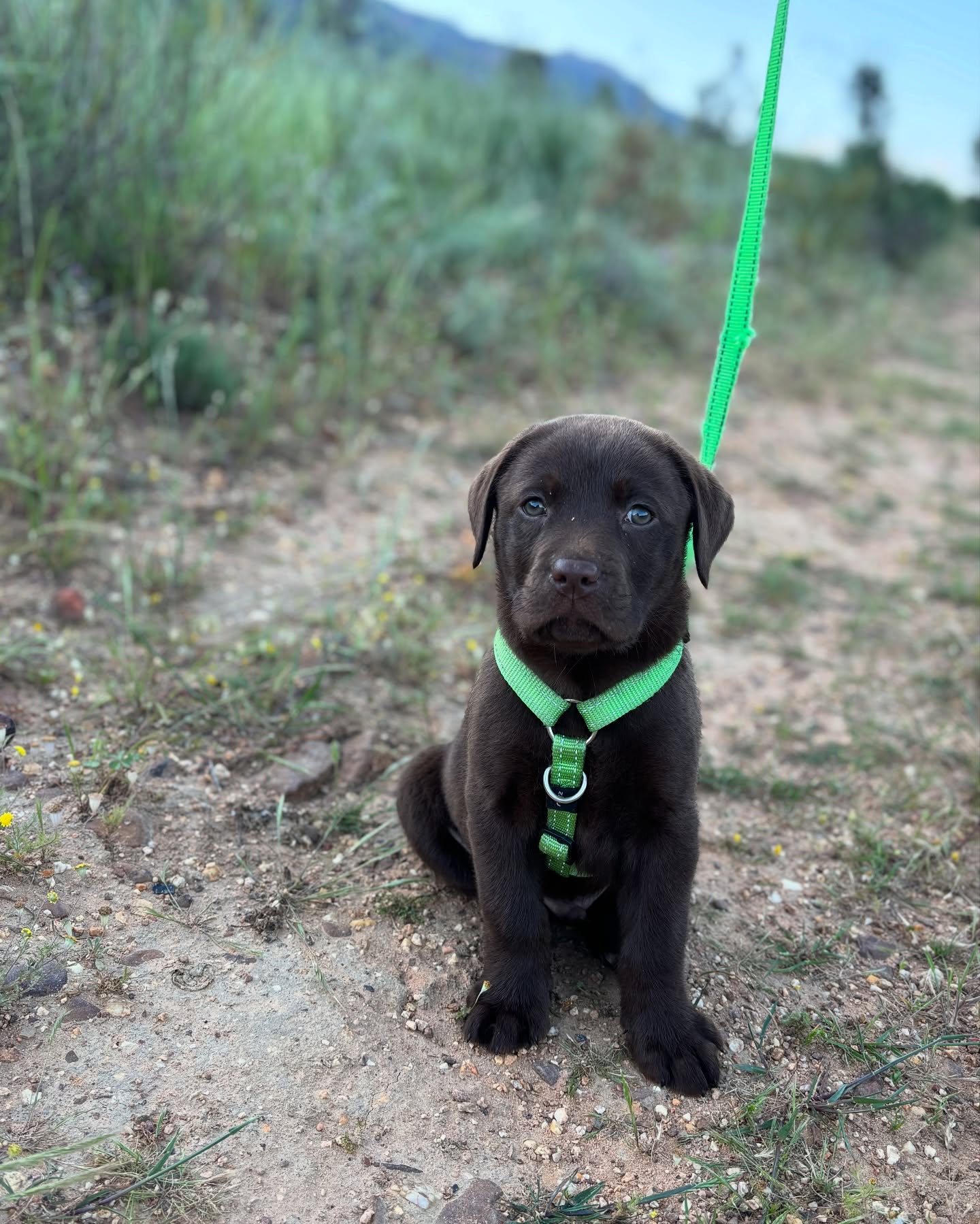 Chocolate Labrador Puppy Outdoors