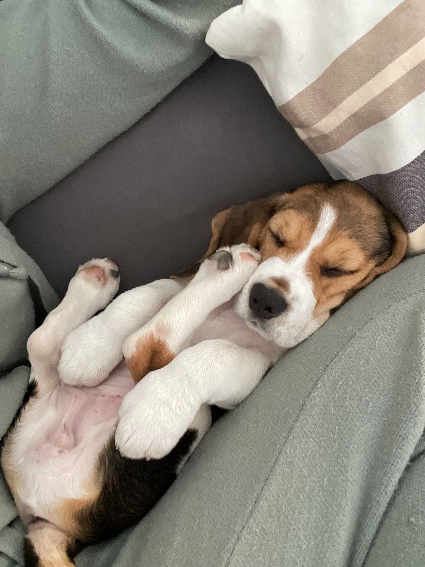Sleeping Beagle Puppy on Couch
