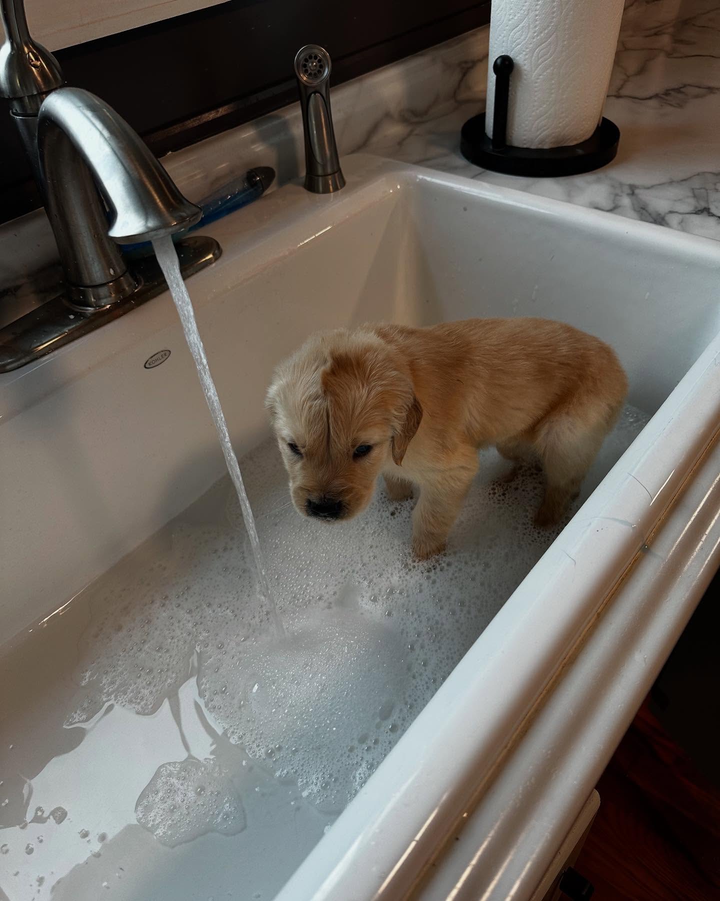 Golden Retriever Puppy Bath in Kitchen Sink