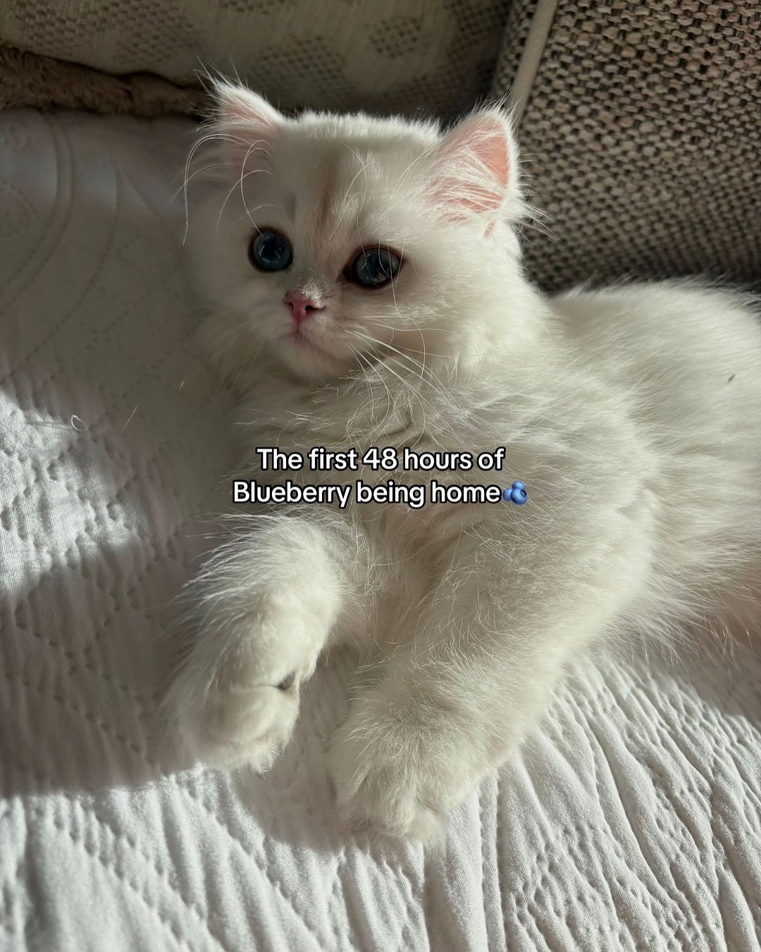 Blueberry the Kitten's First 48 Hours Home