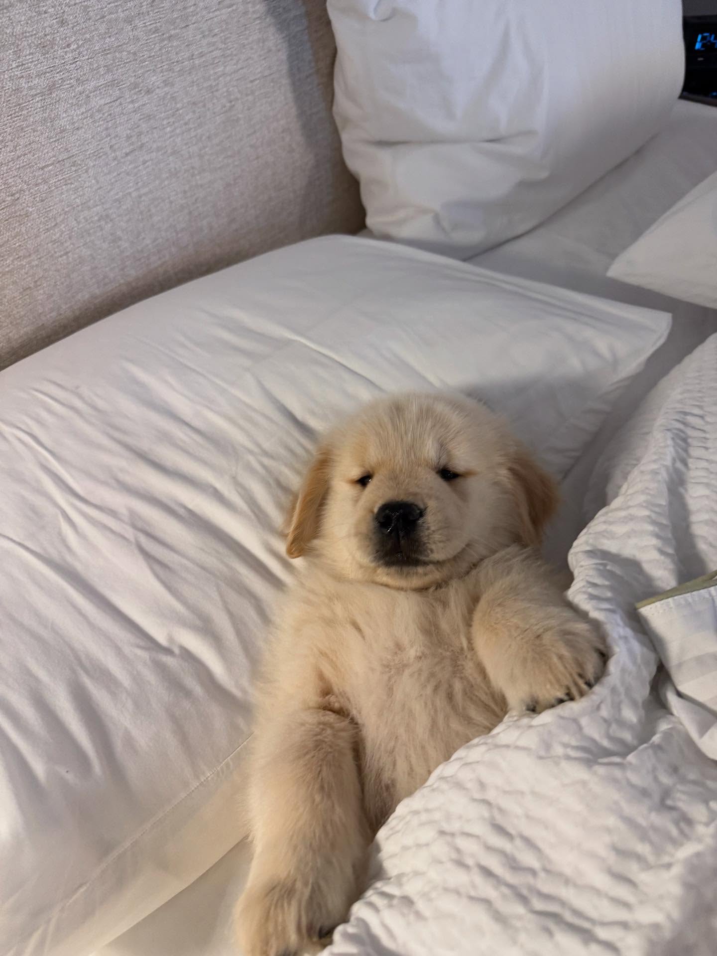 Image 7713 — Pets