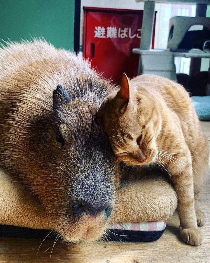 Orange Cat Leaning On Capybara