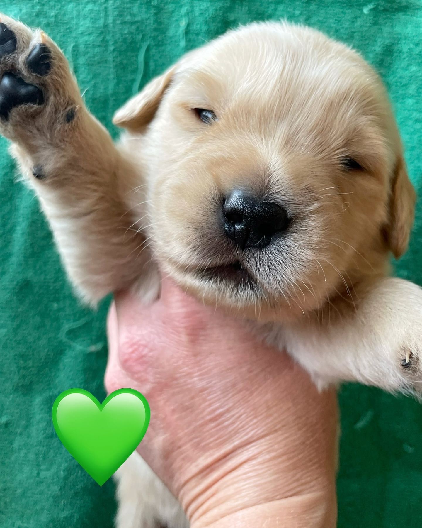 Fluffy Golden Retriever Puppy