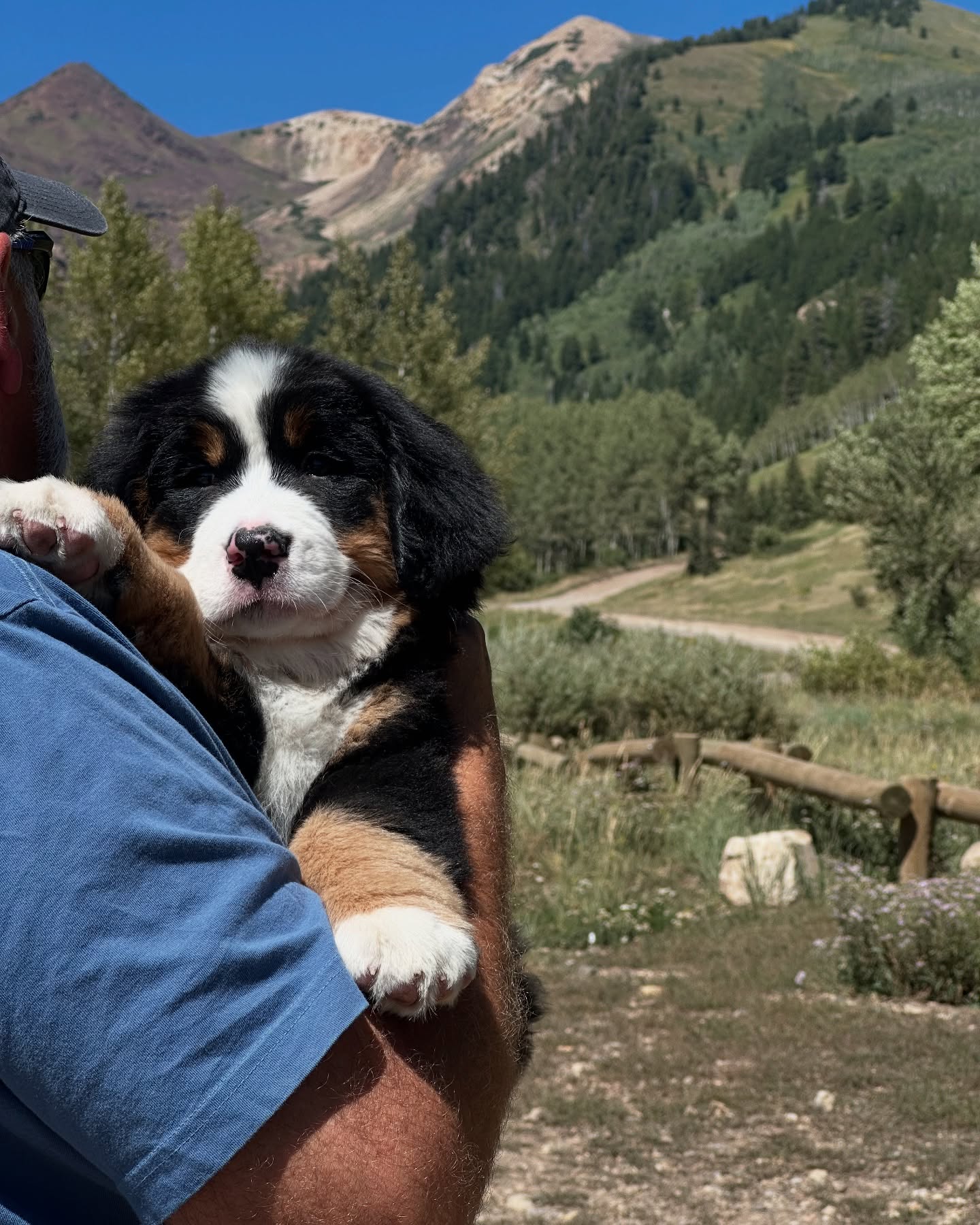 Bernese Mountain Dog Puppy In Mountains