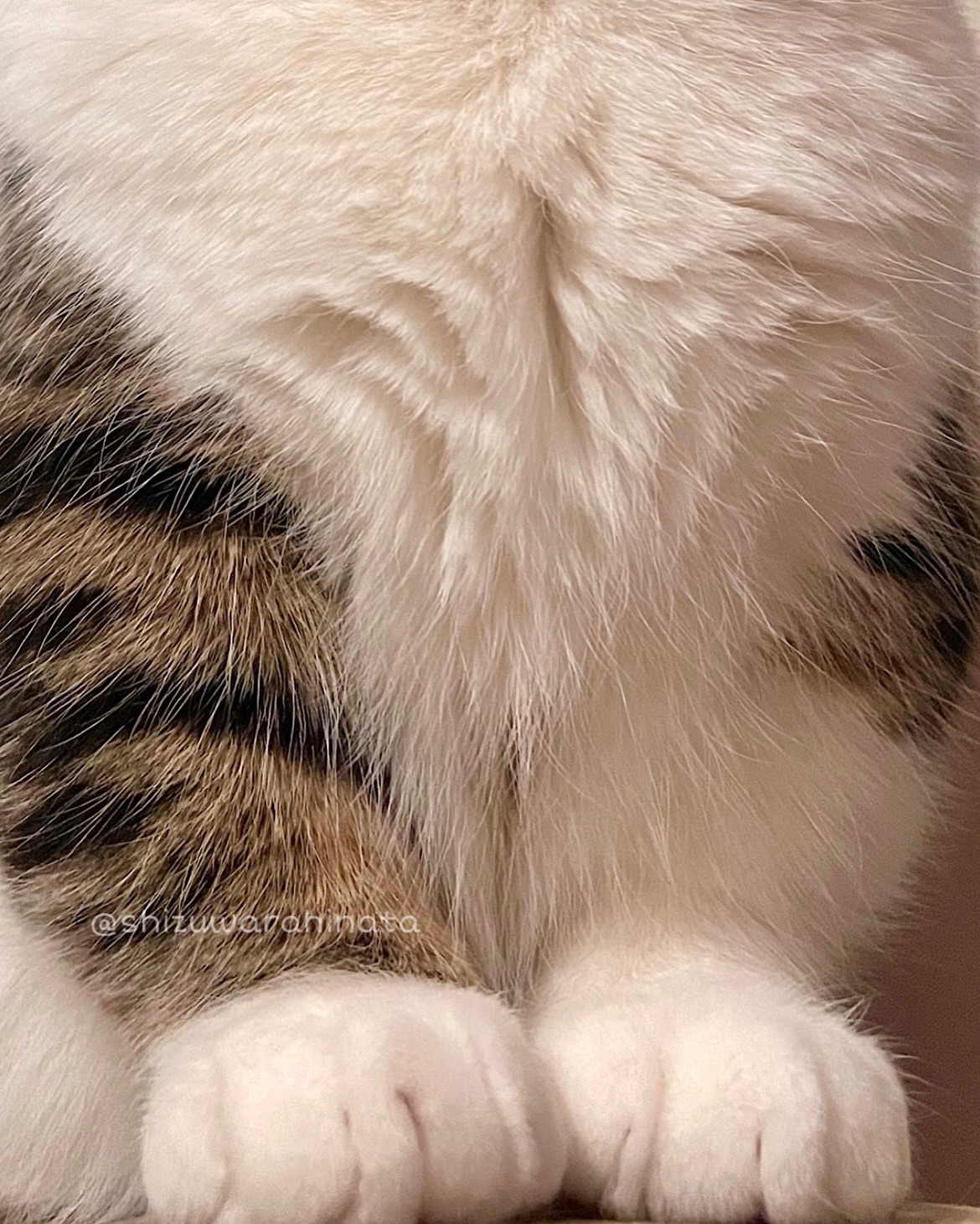 Close-up of Fluffy Cat's Paws and Back