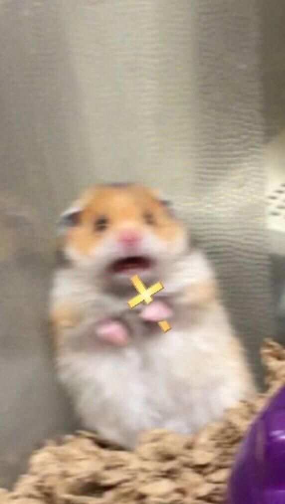 Shocked Hamster Meme
