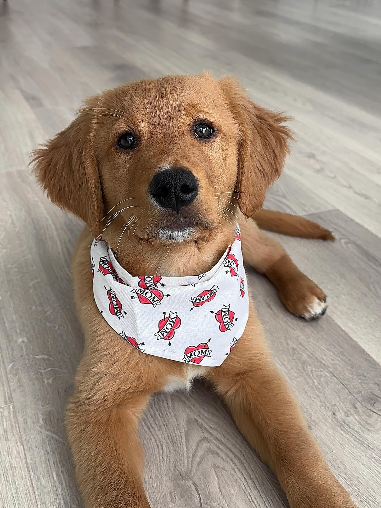 Golden Retriever Puppy with Mom Bandana