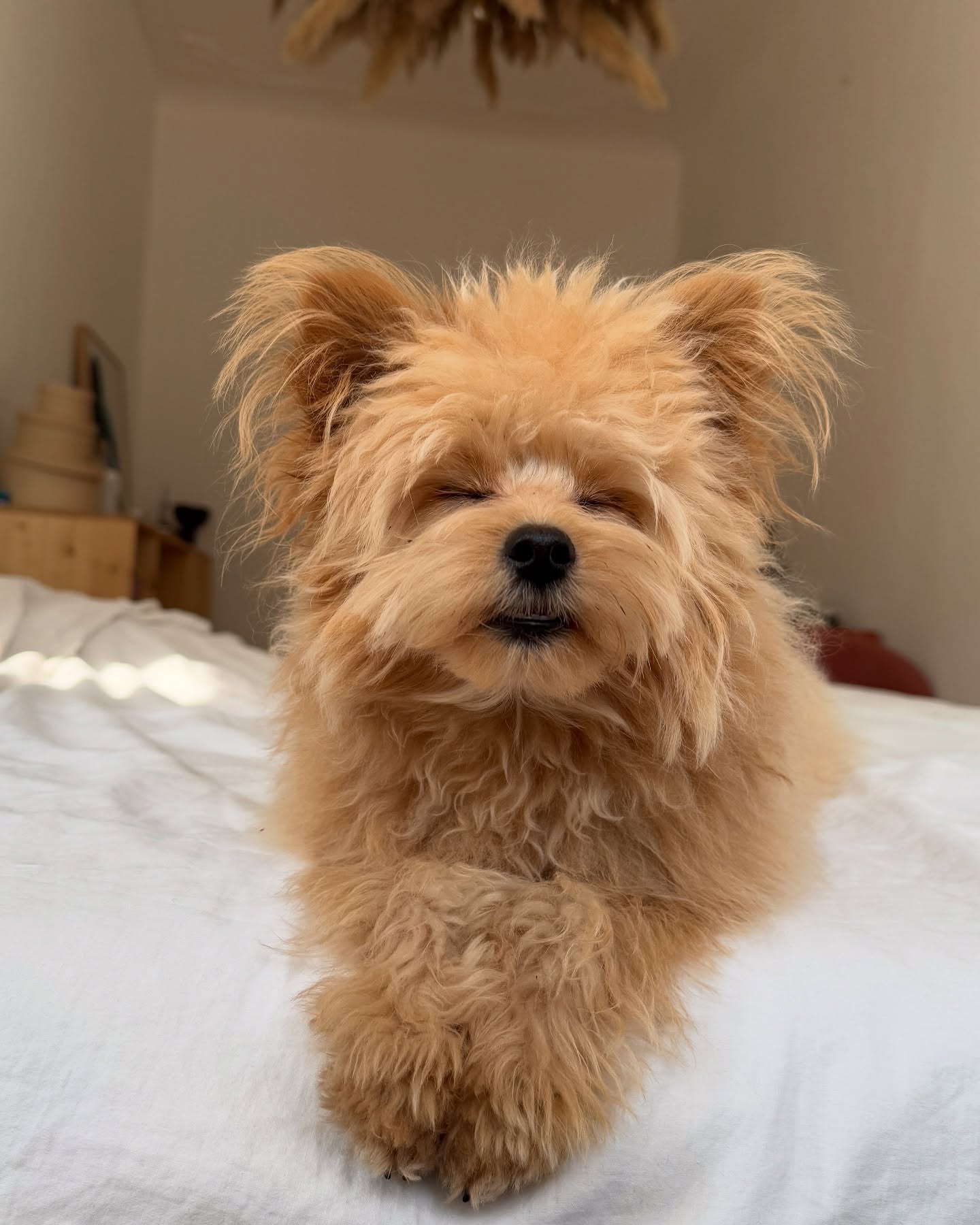 Fluffy Dog Resting On Bedroom Bed