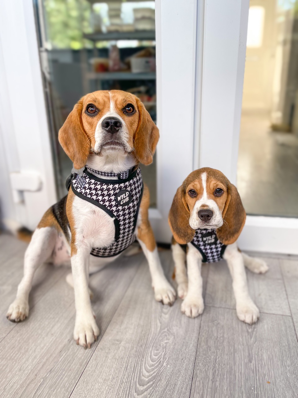 Two Beagles Wearing Matching Harnesses