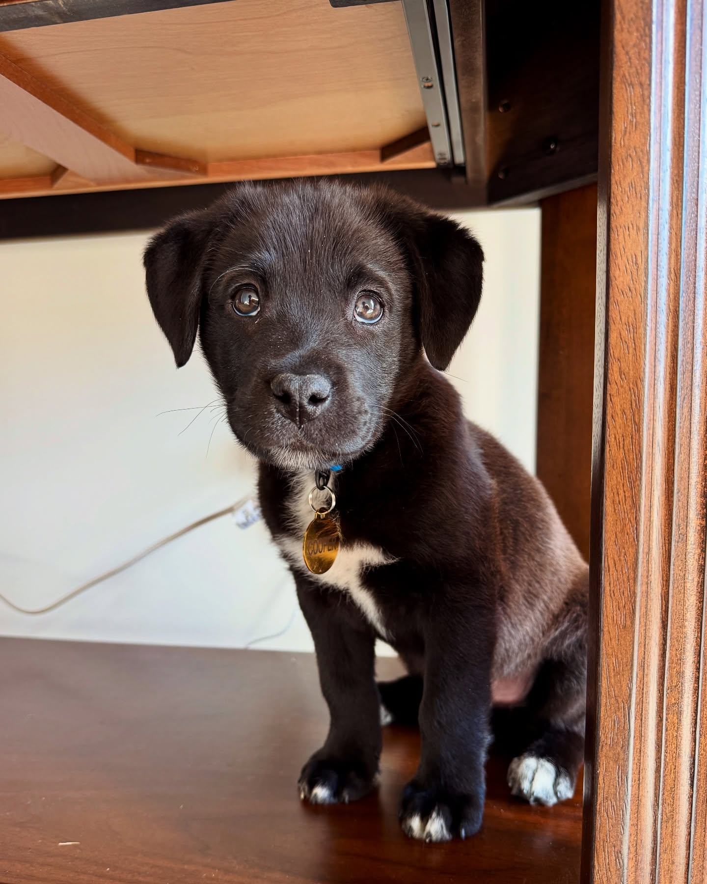 Black Puppy Sitting Under Desk