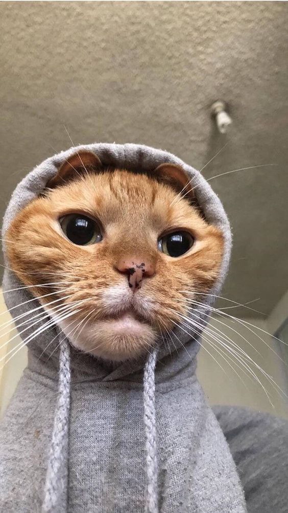 Orange Cat Wearing Gray Hoodie