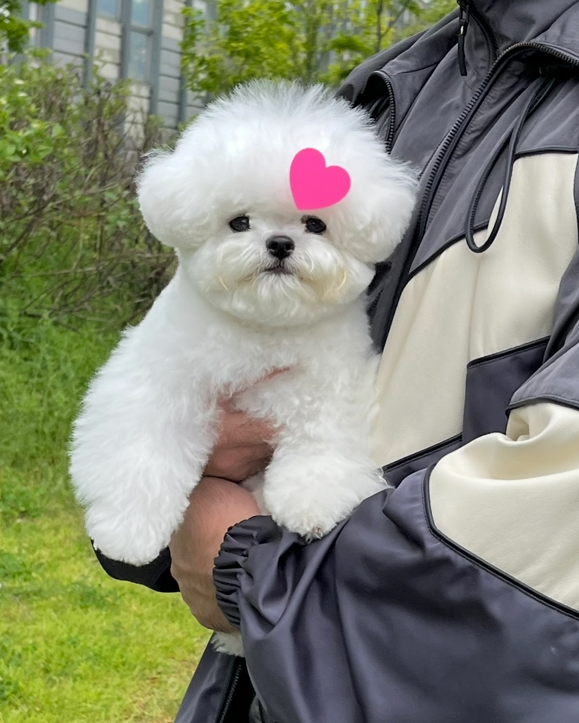 Cute Fluffy White Bichon Outdoors