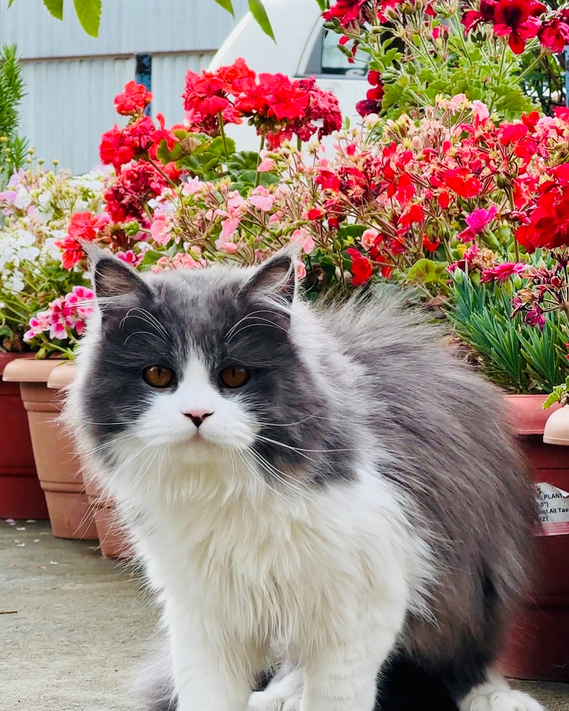 Fluffy Grey and White Cat by Potted Flowers