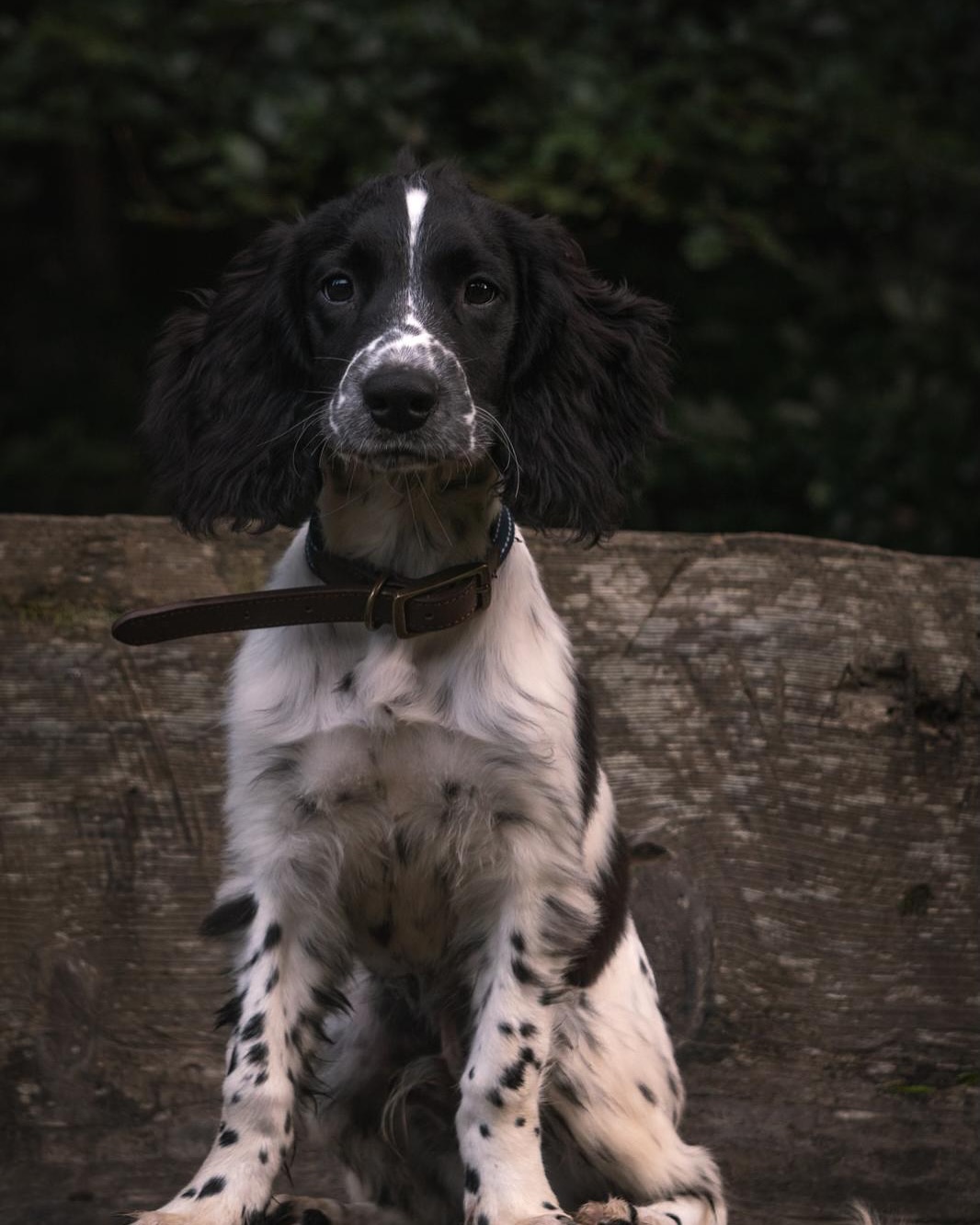 Black and White Spaniel Sitting Outdoors