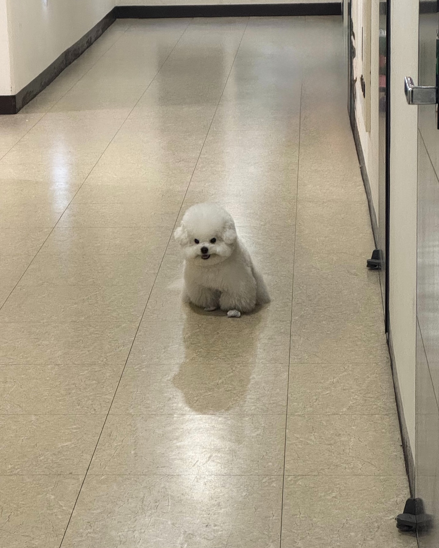 Fluffy White Dog Sitting in Hallway