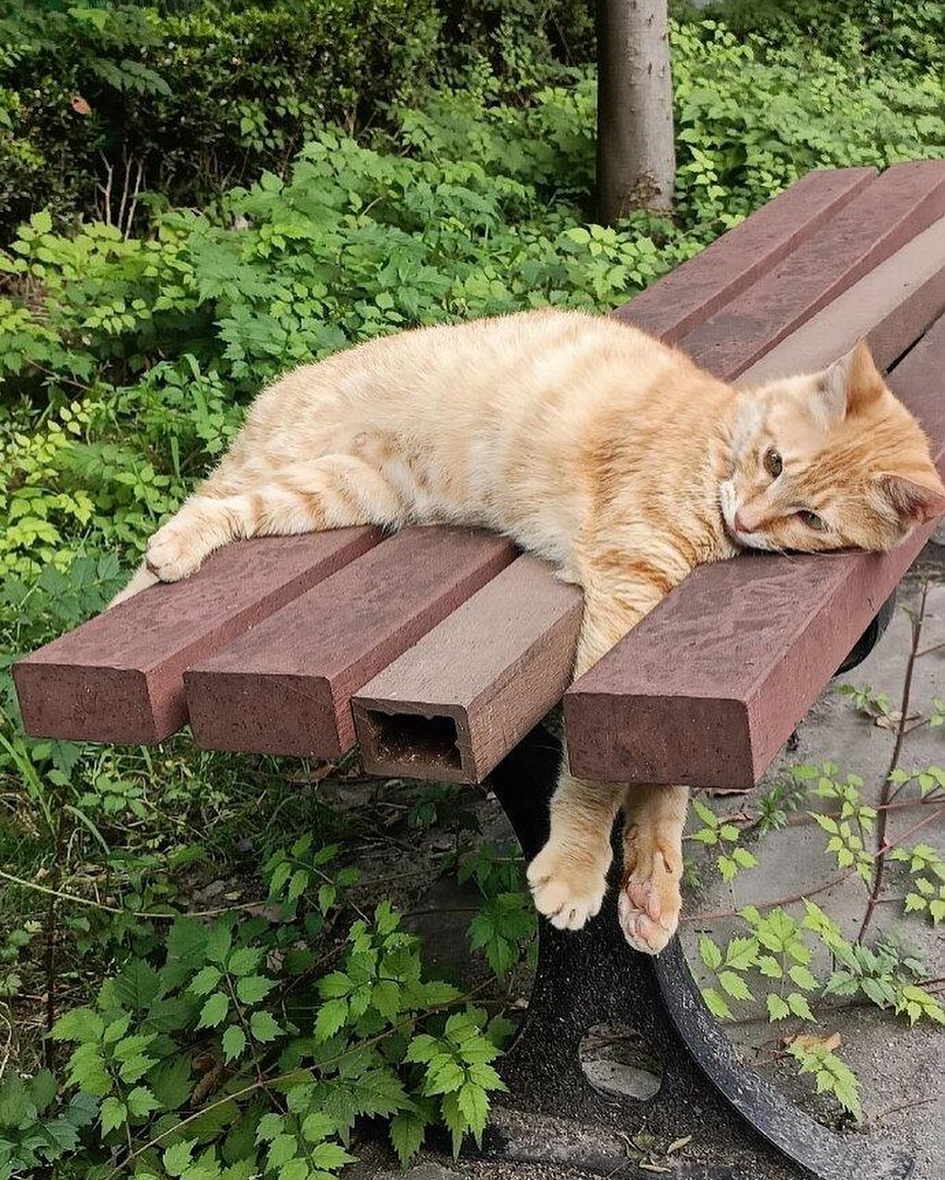 Orange Cat Relaxing on Park Bench