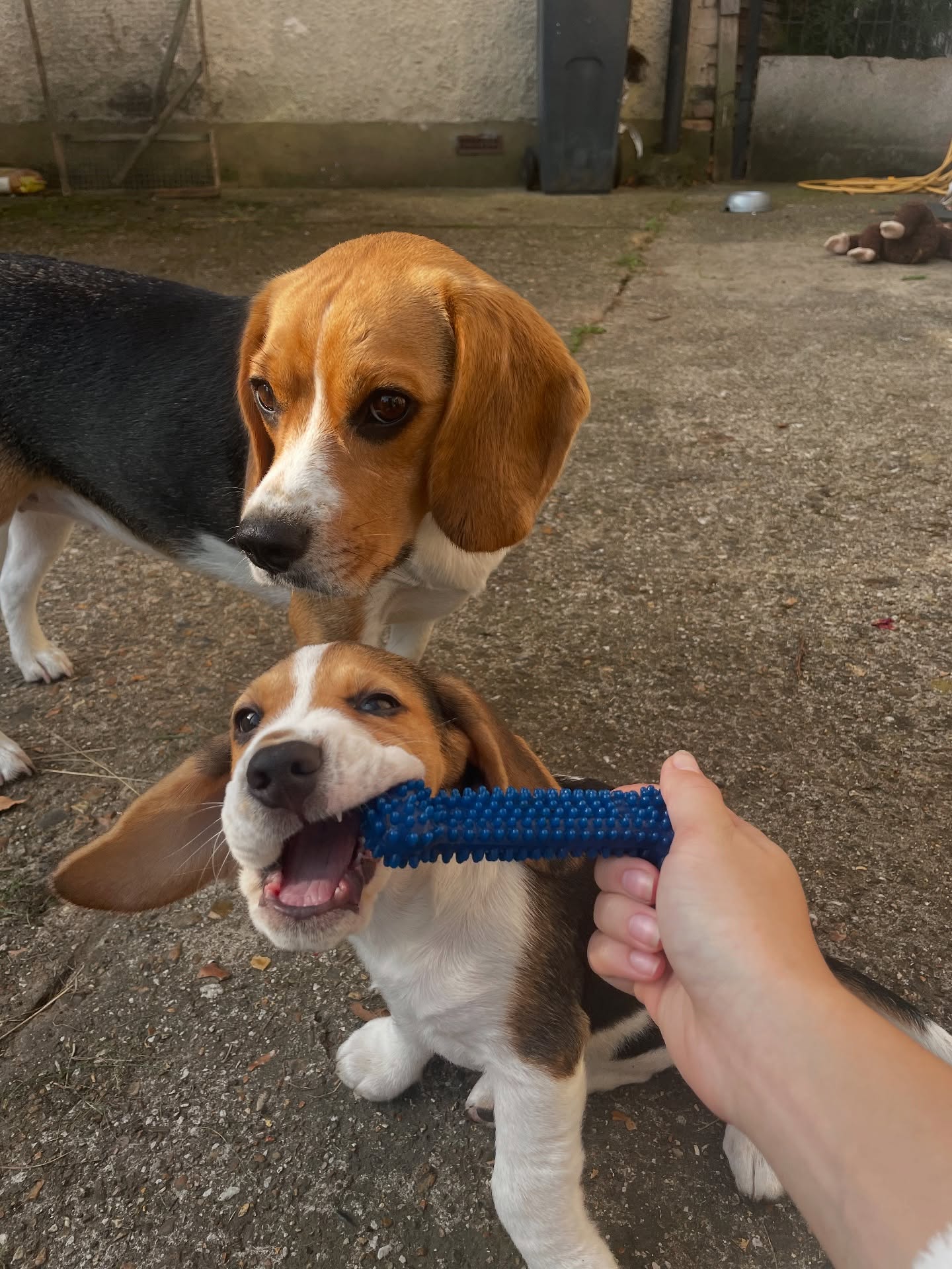 Two Beagles Playing Tug
