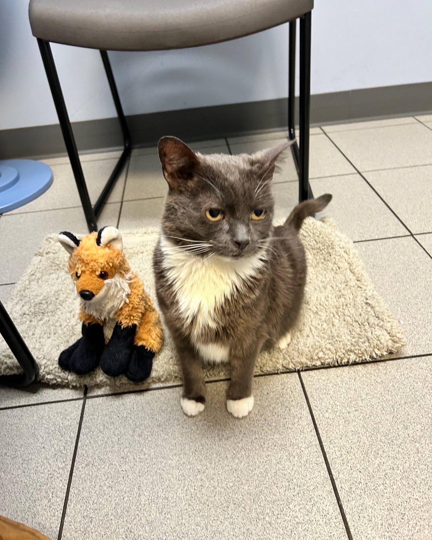 Gray Cat Sitting With Stuffed Fox