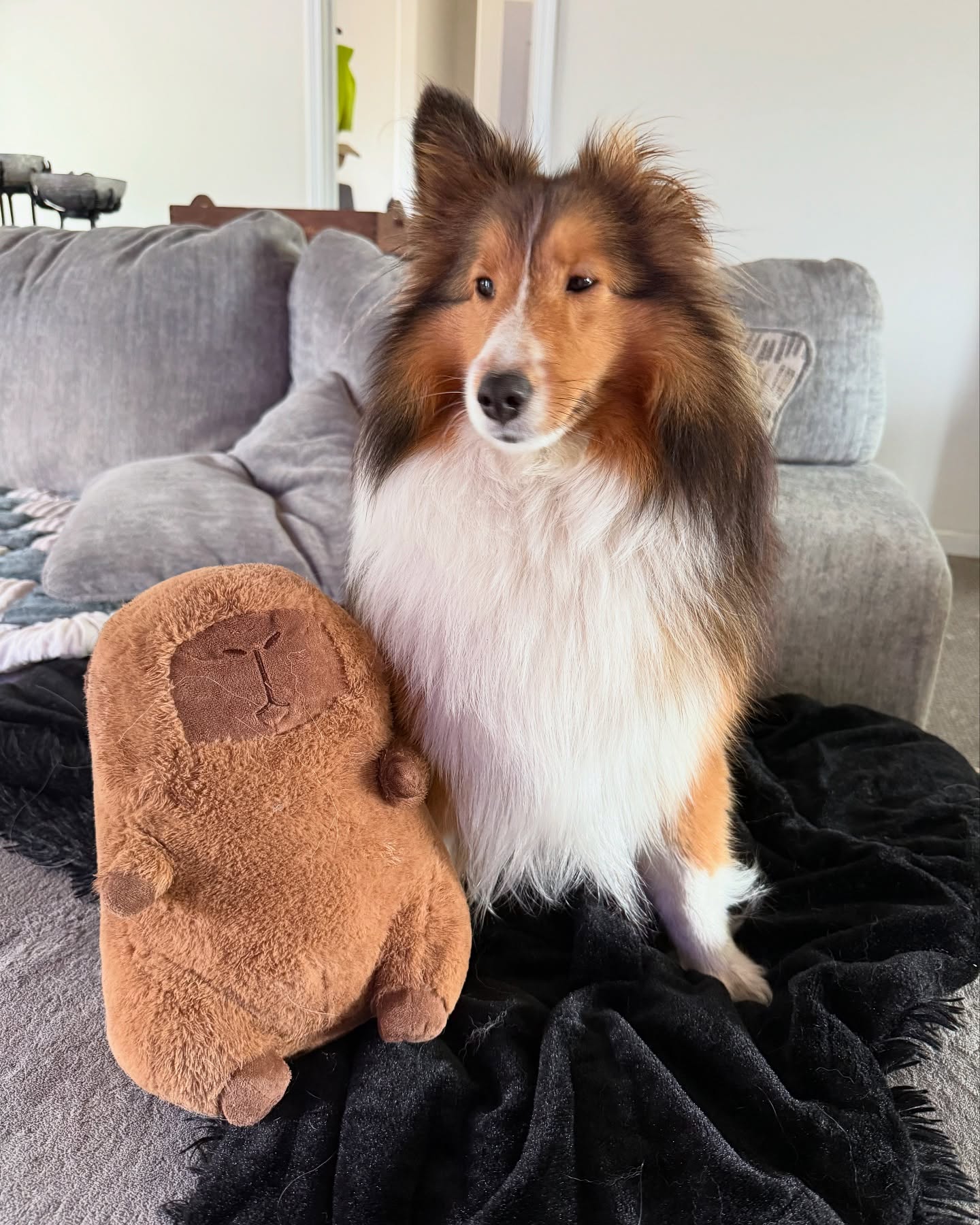 Sheltie Beside Capybara Plush