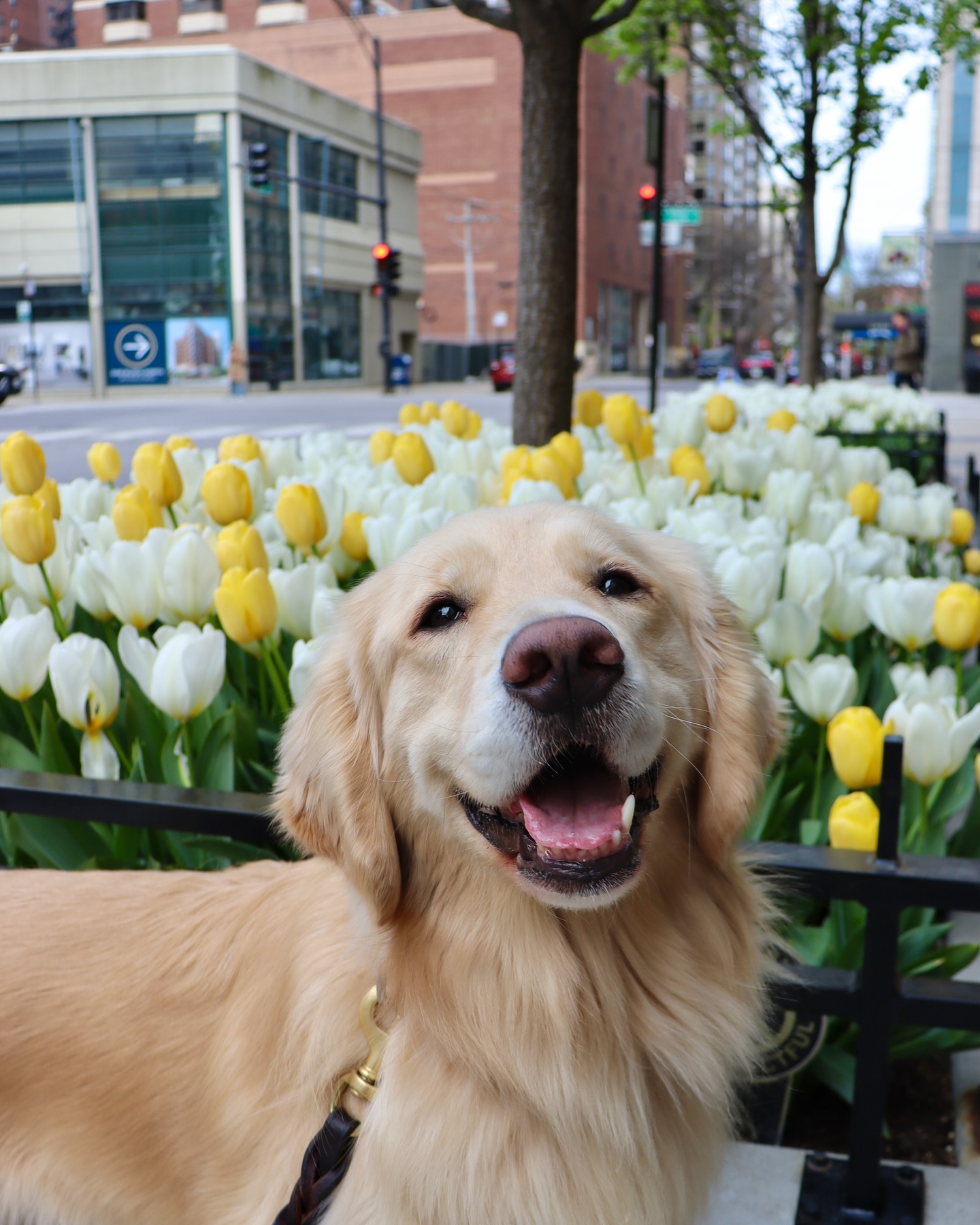 Happy Golden Retriever by Tulips
