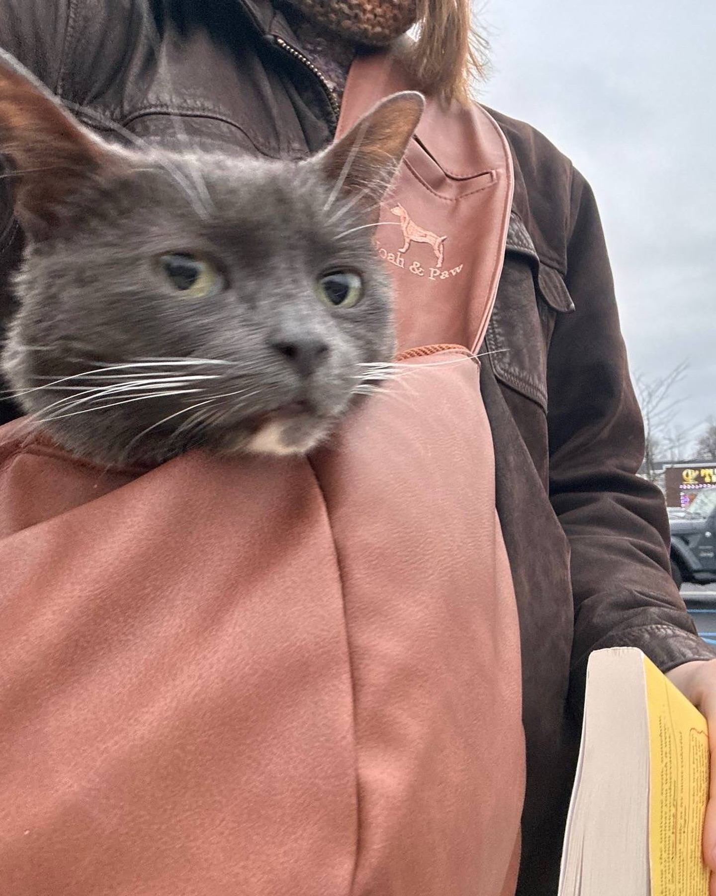 Gray Cat In Shoulder Pet Carrier