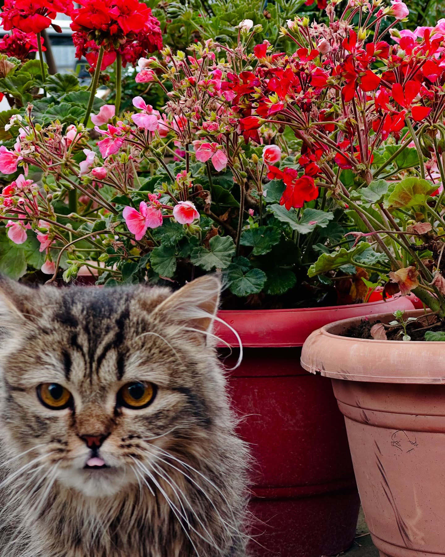 Tabby Cat By Potted Geraniums