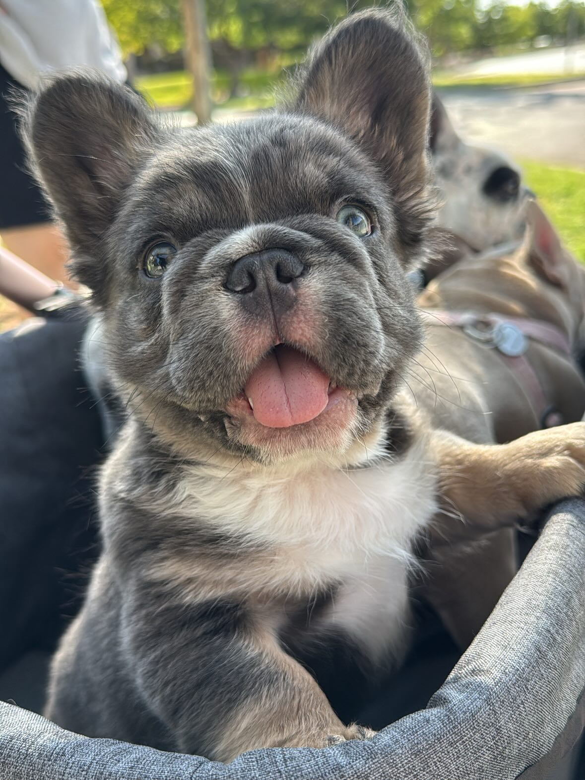 Happy Fluffy French Bulldog Puppy
