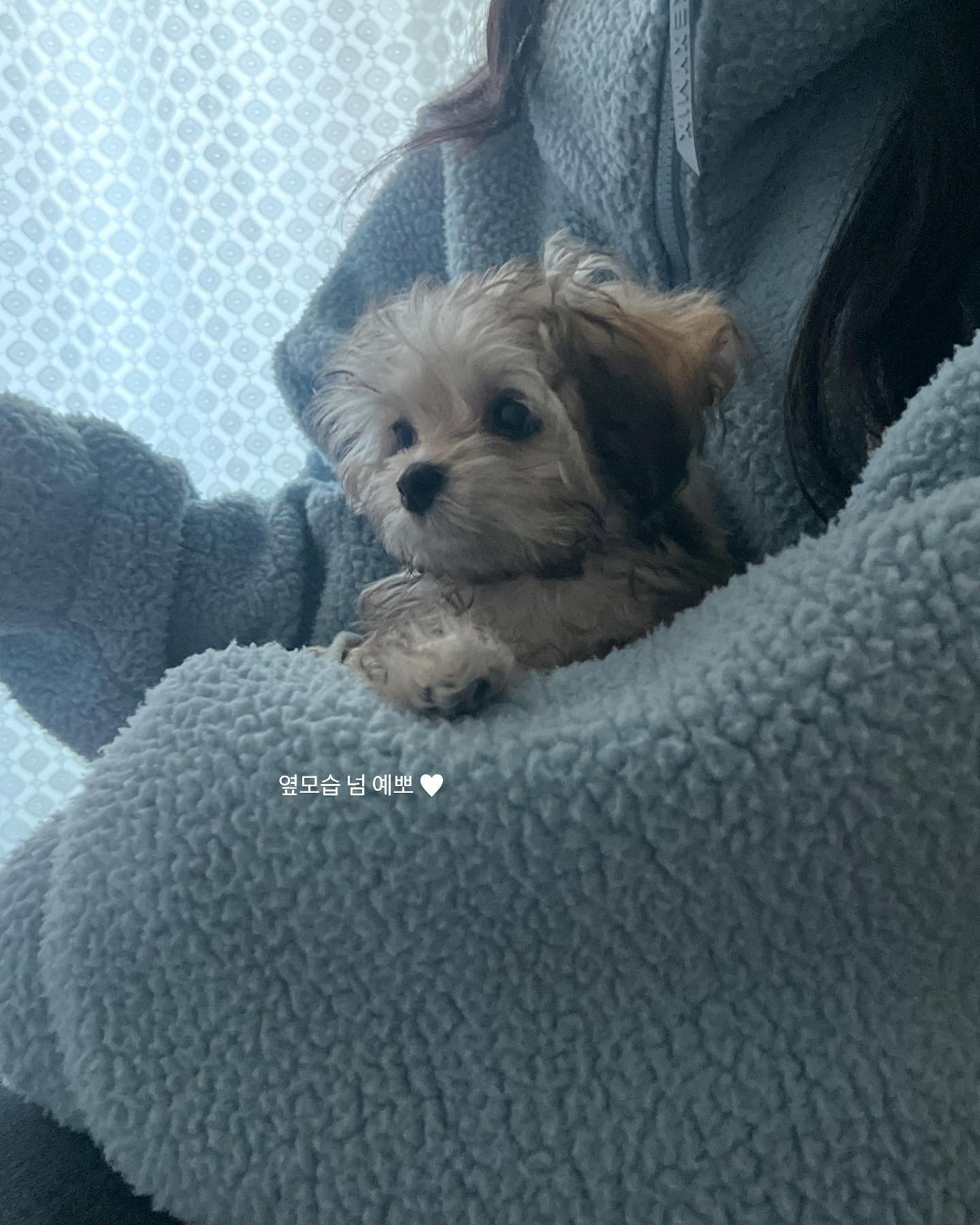 Small Fluffy Puppy On Lap