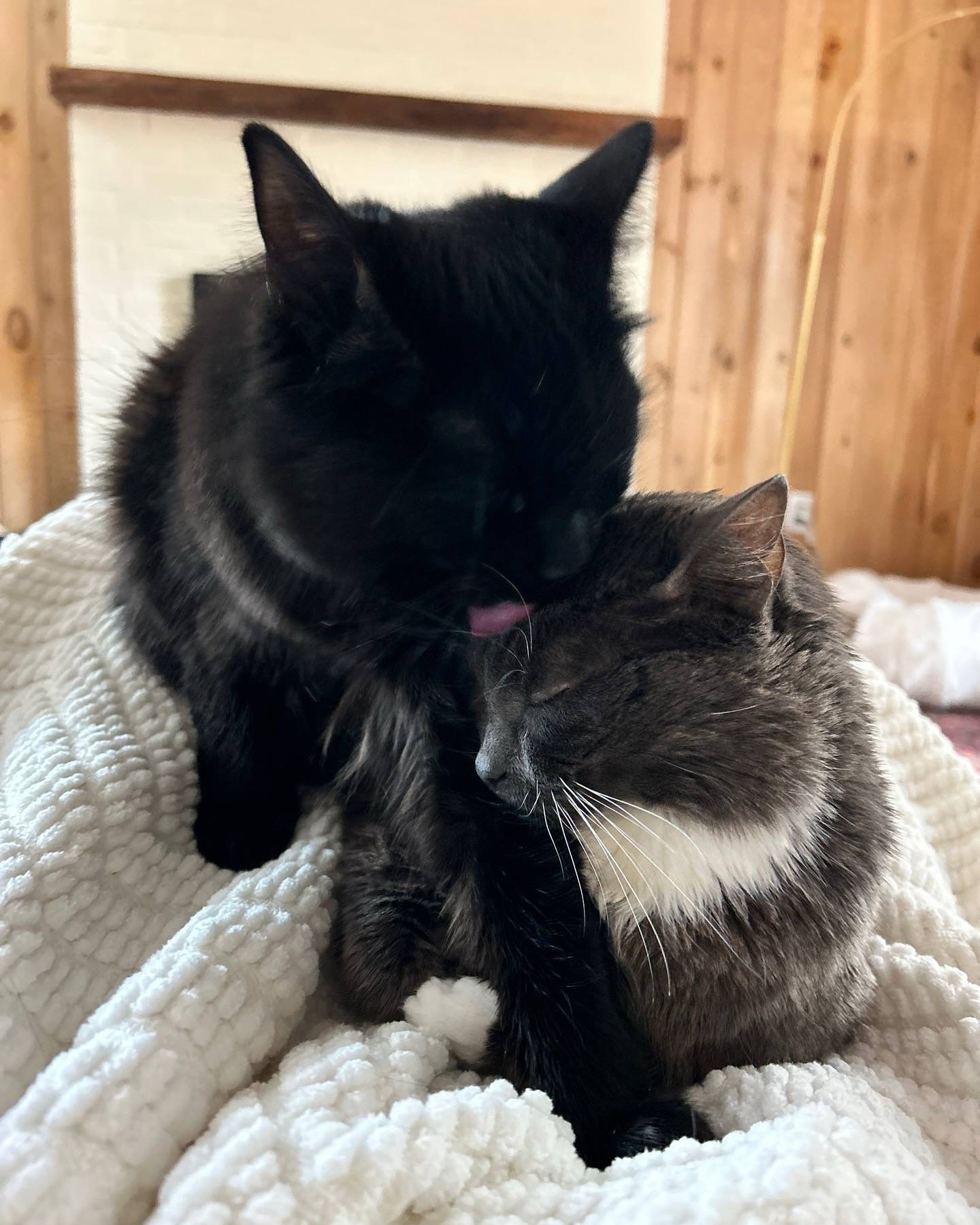 Two Affectionate Cats Grooming