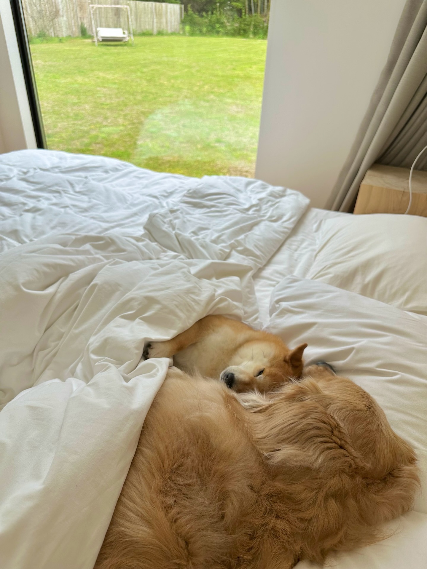 Two Dogs Sleeping On A Bed
