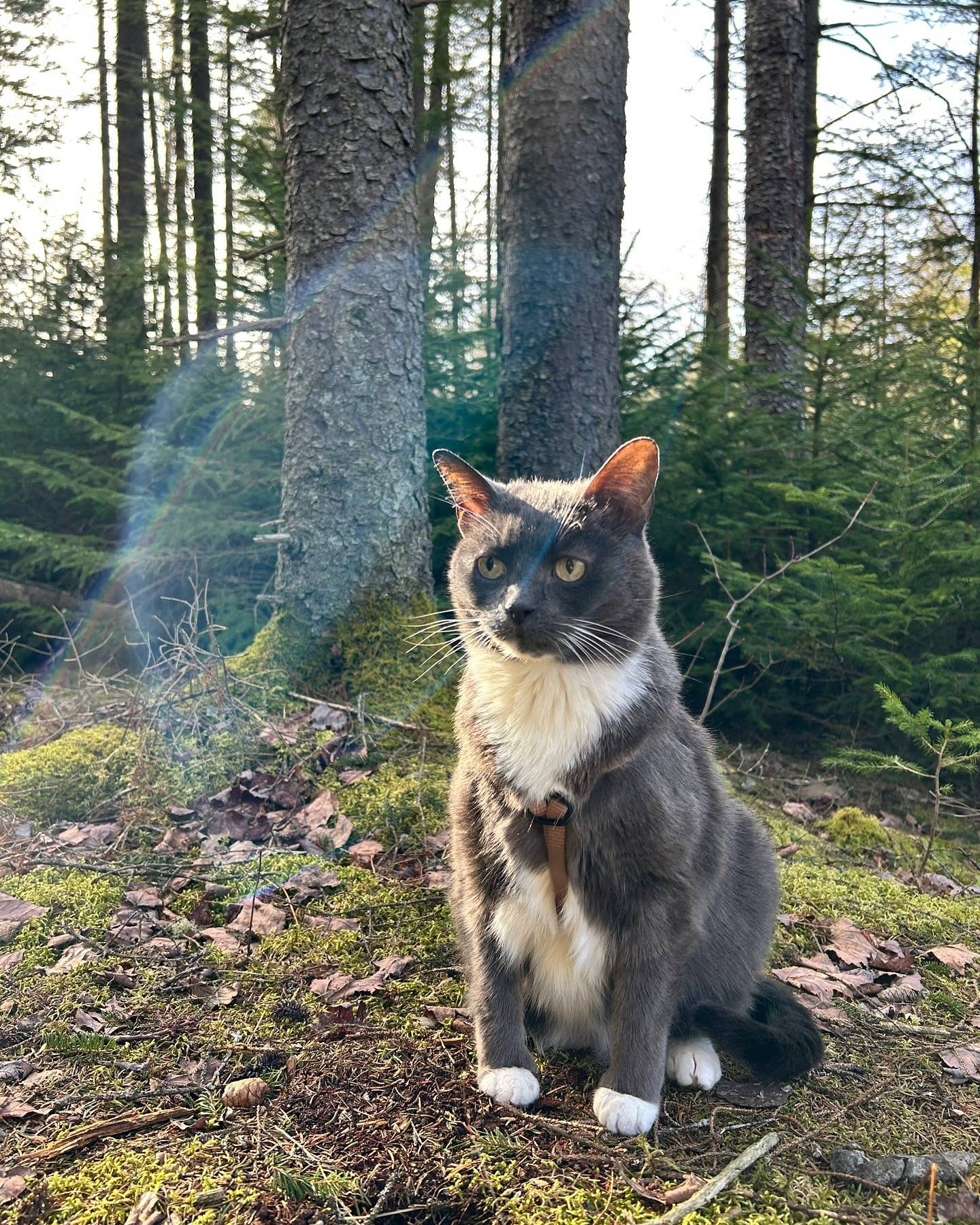 Gray Cat Sitting In Coniferous Forest