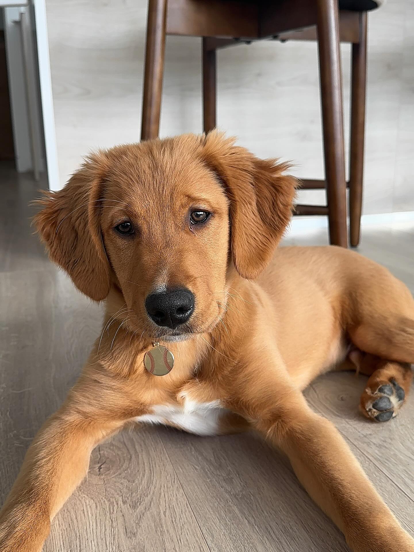 Golden Retriever Puppy Lying on Floor